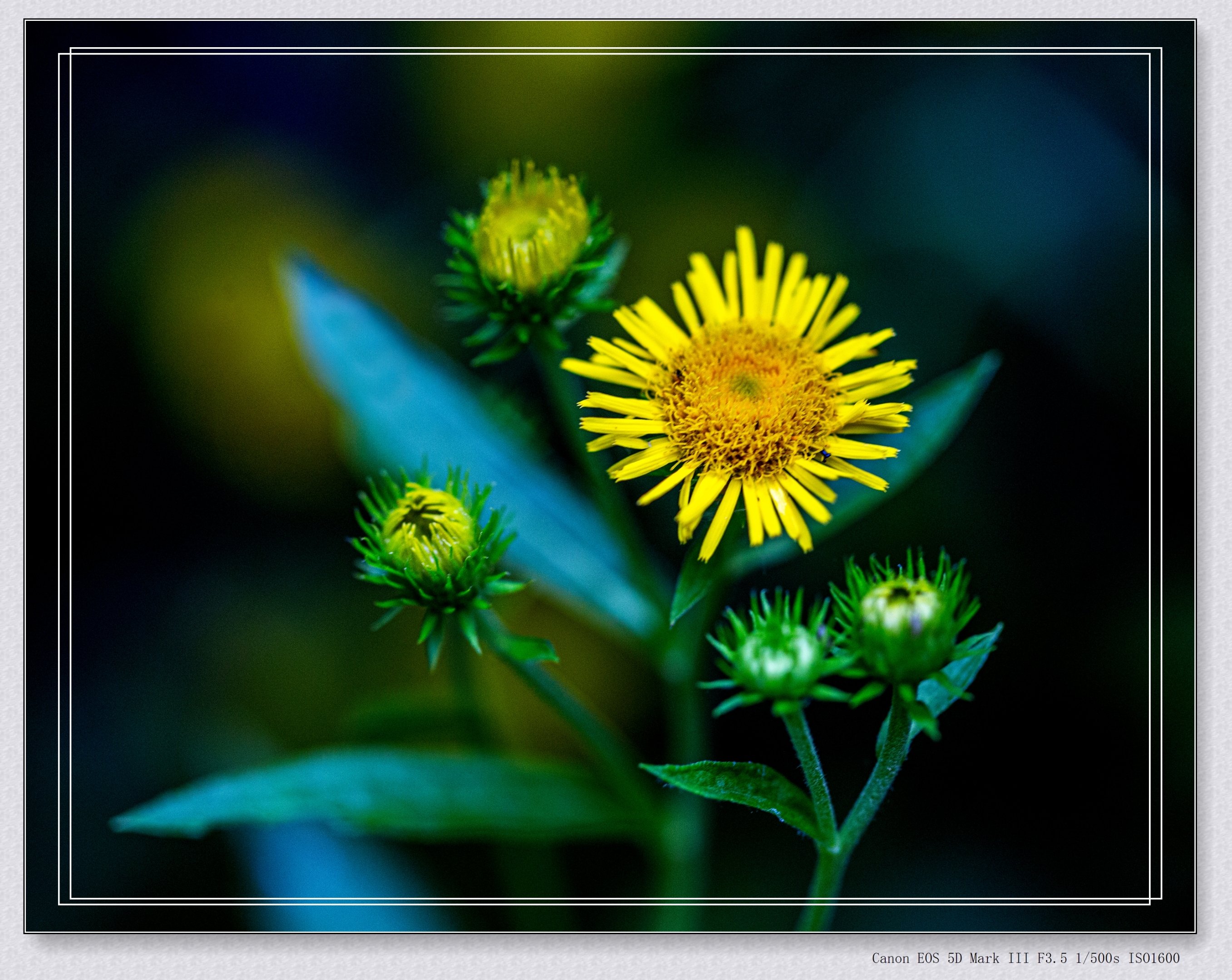 (首发)六月菊〈2〉