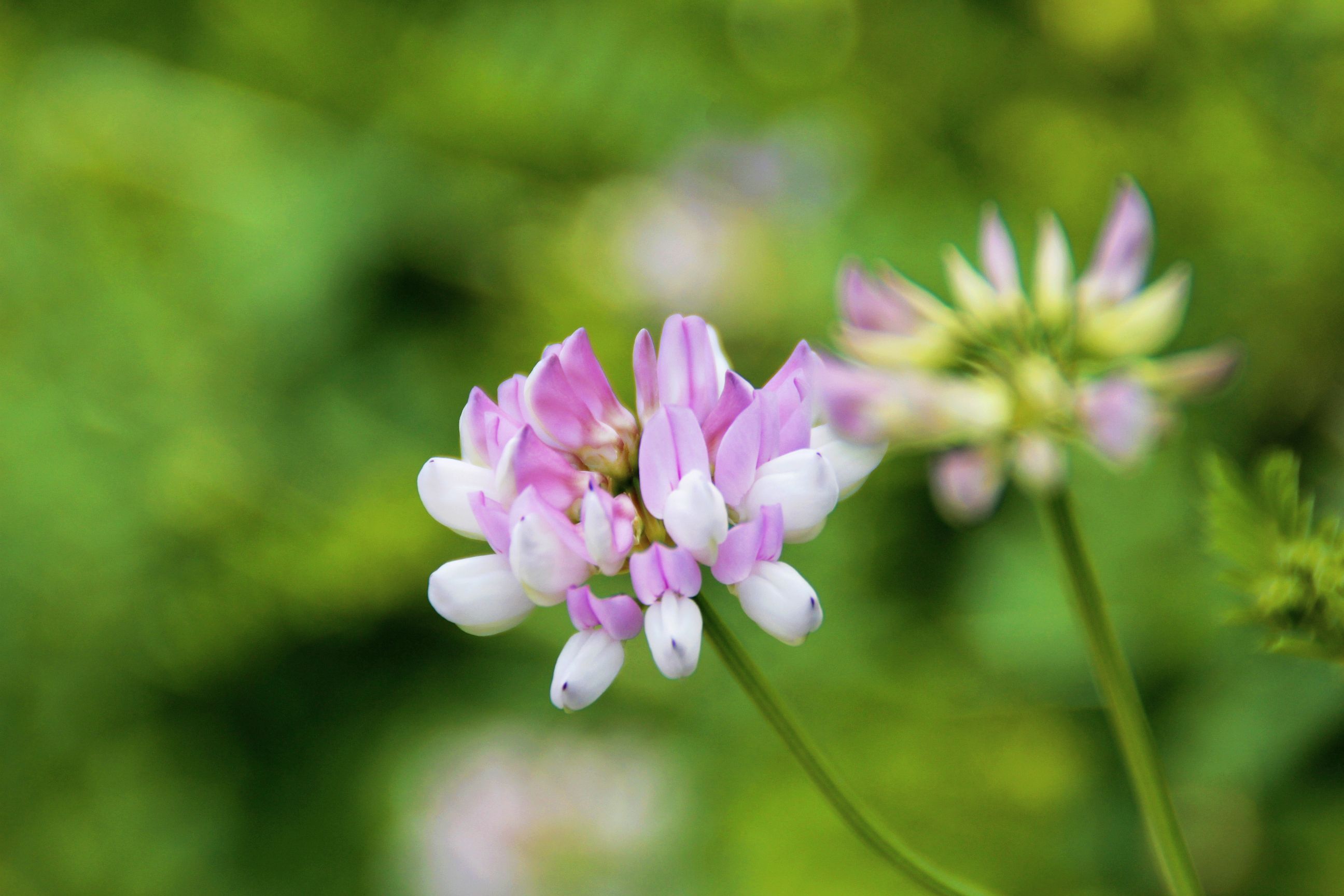 【首发】绣球小冠花②