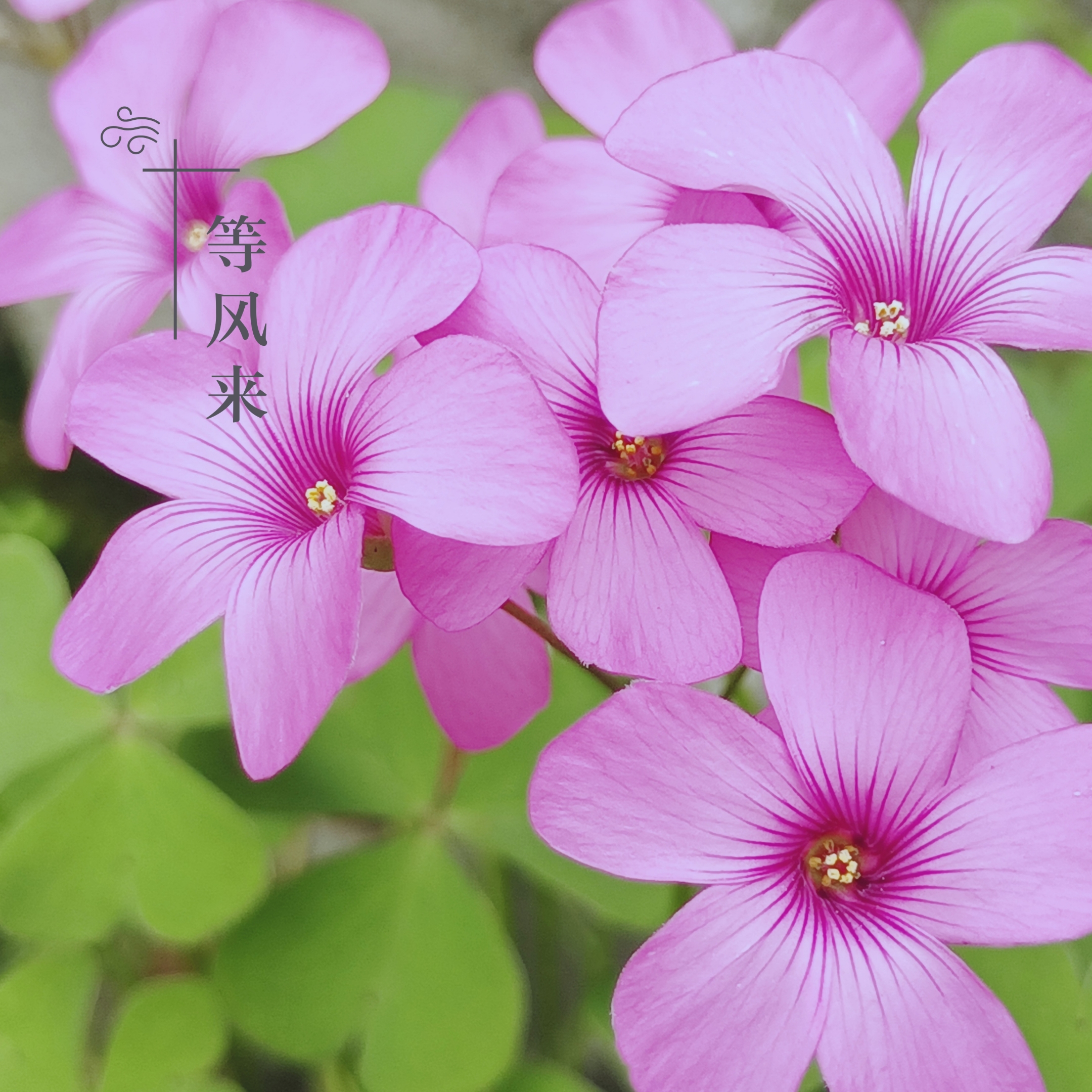 【摄影首发】红花酢浆草