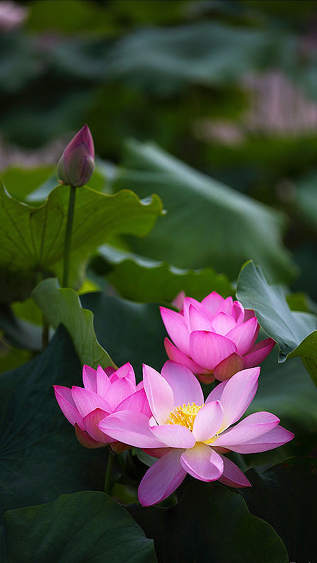 仲夏时节荷花盛开
