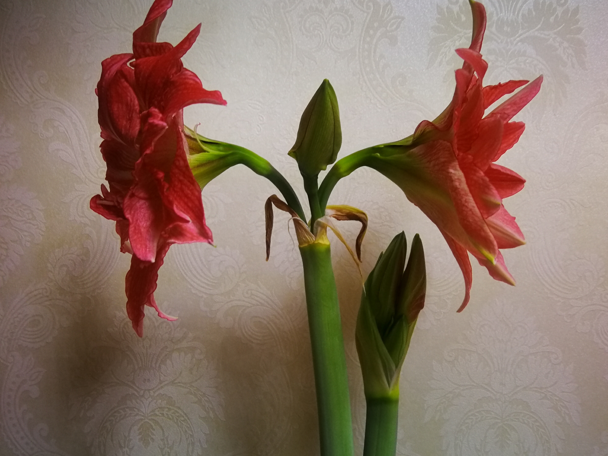 柱頂紅,孤梃花,華胄蘭,百子蓮,炮打四門別稱百合亞目亞目hippeastrum