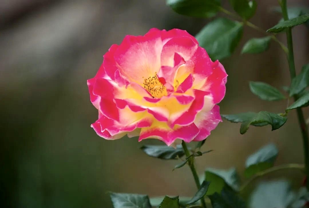 又称"月月红",是常绿,半常绿低矮灌木,四季开花,一般为红色,或粉色,偶