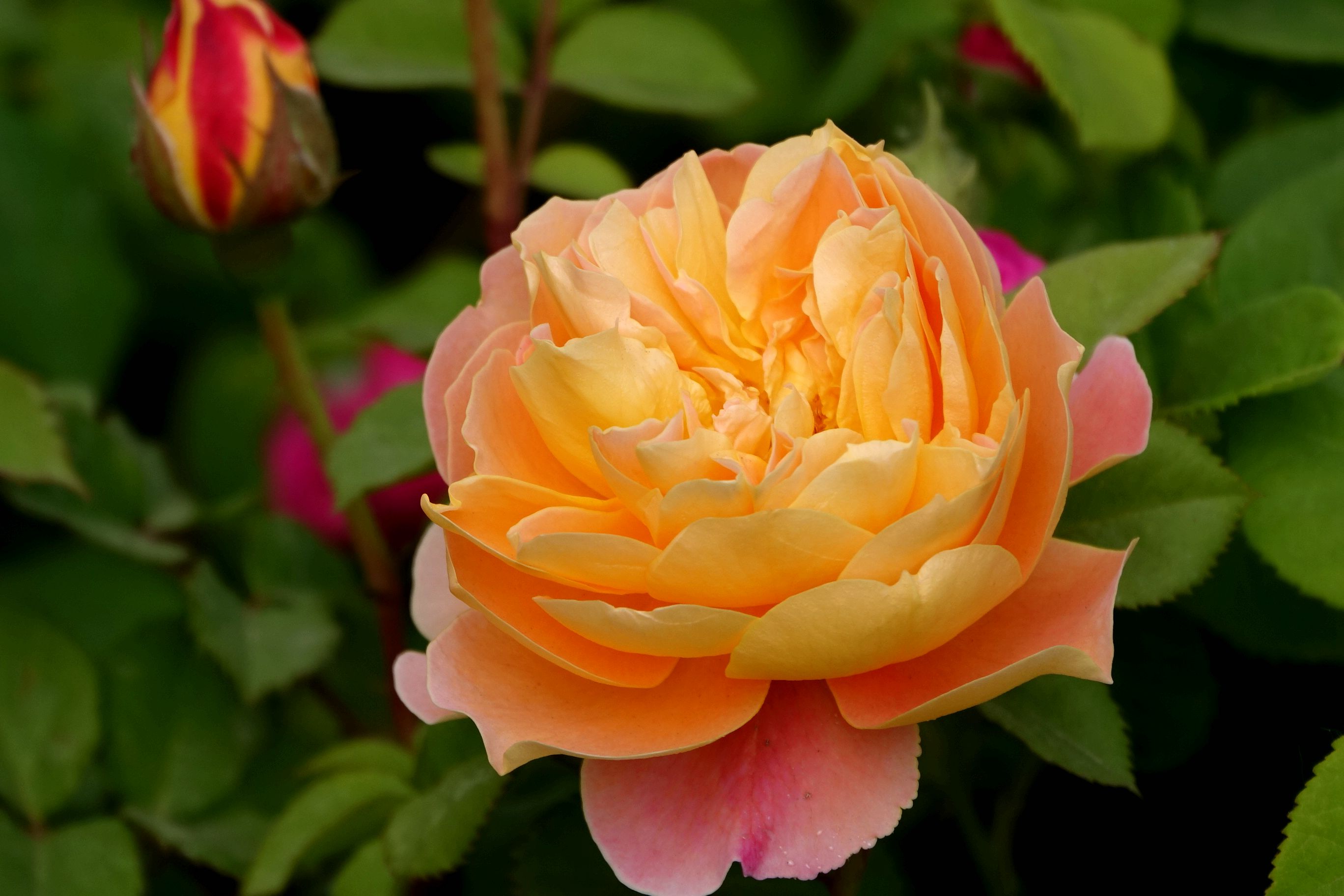 月季花开在婚纱摄影城