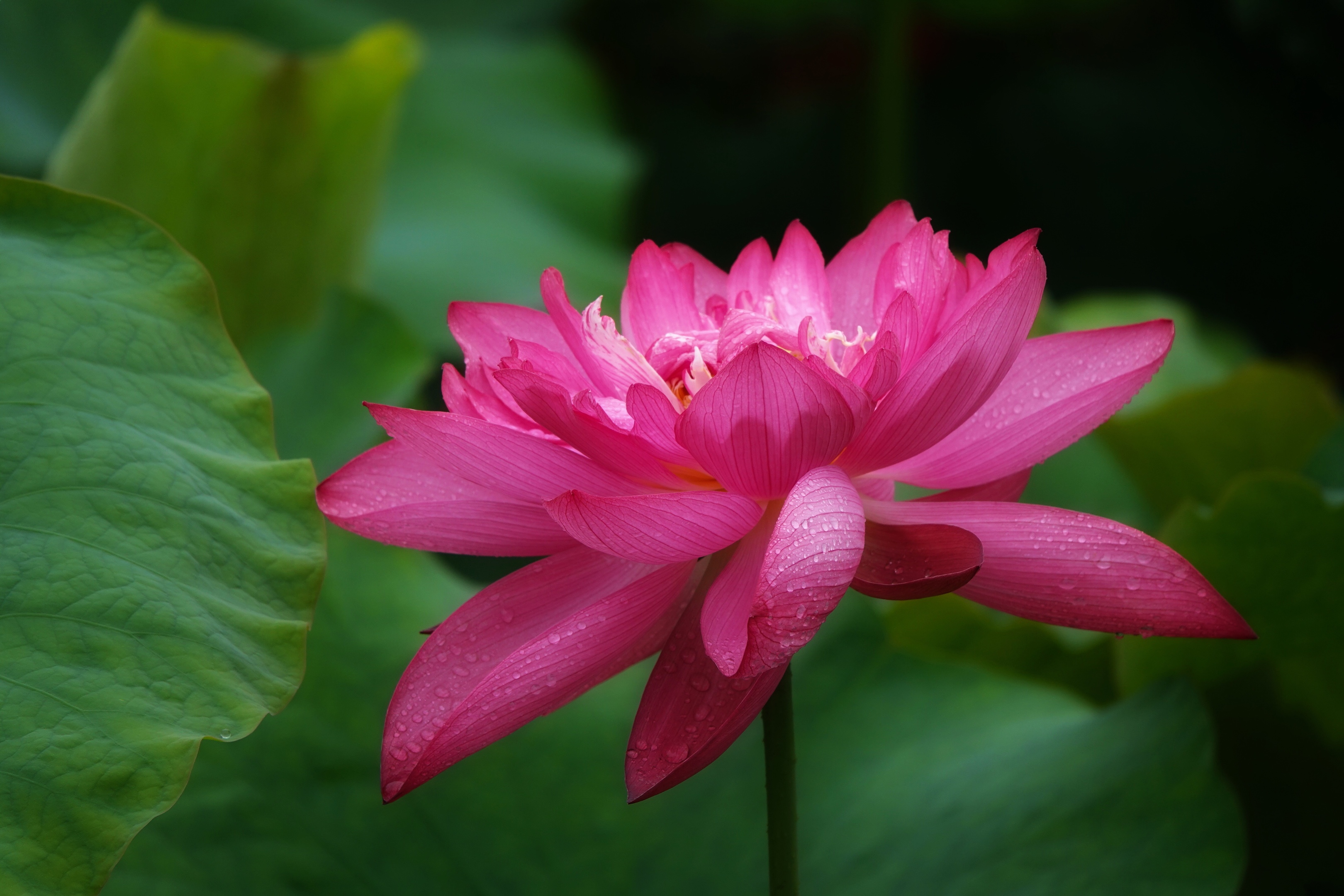 拍摄制作:曦月 诗词创作:王广林 含羞含姣,清水芙蓉窈窕 碧池边 莲叶