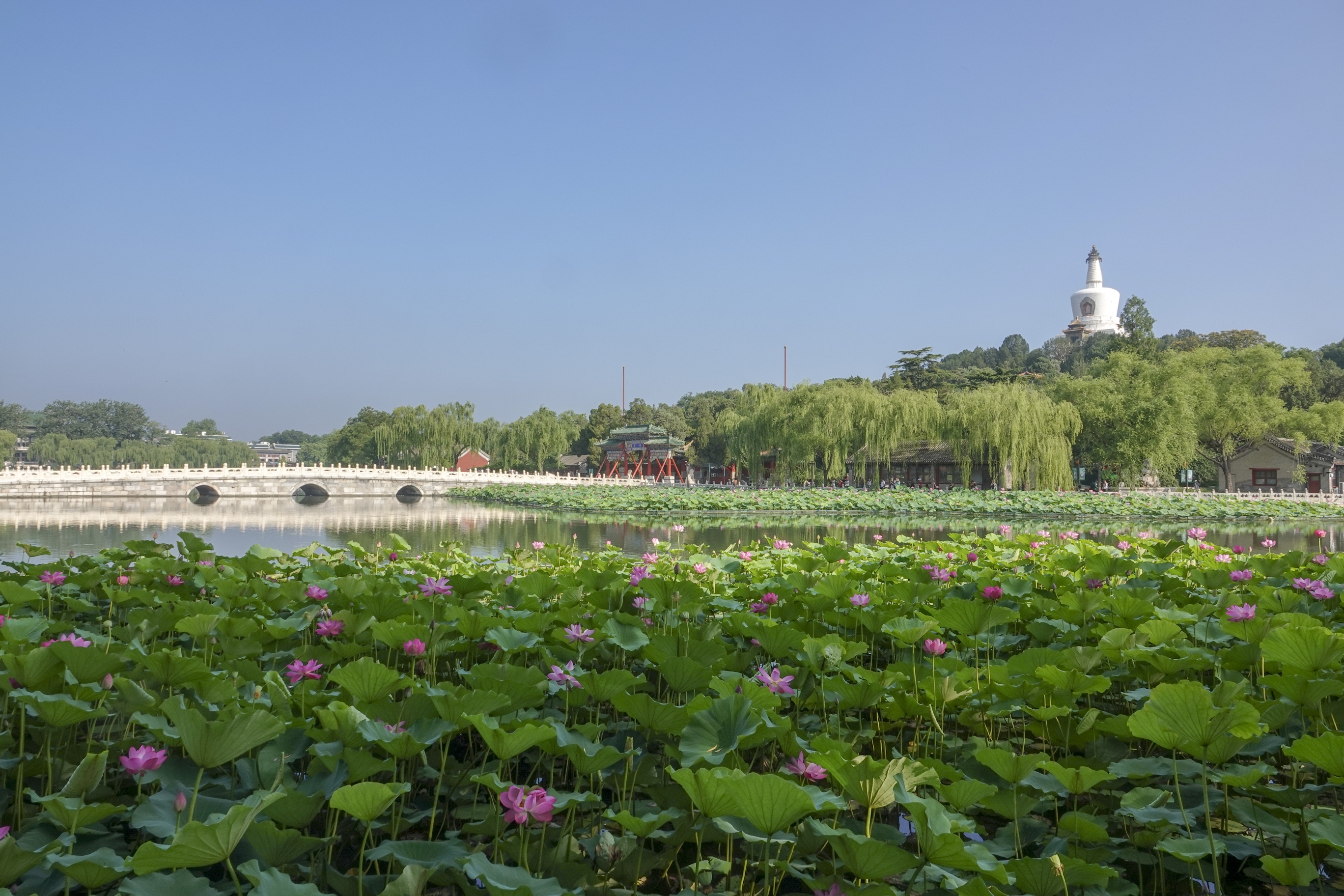 【首发】北海公园赏荷(一)