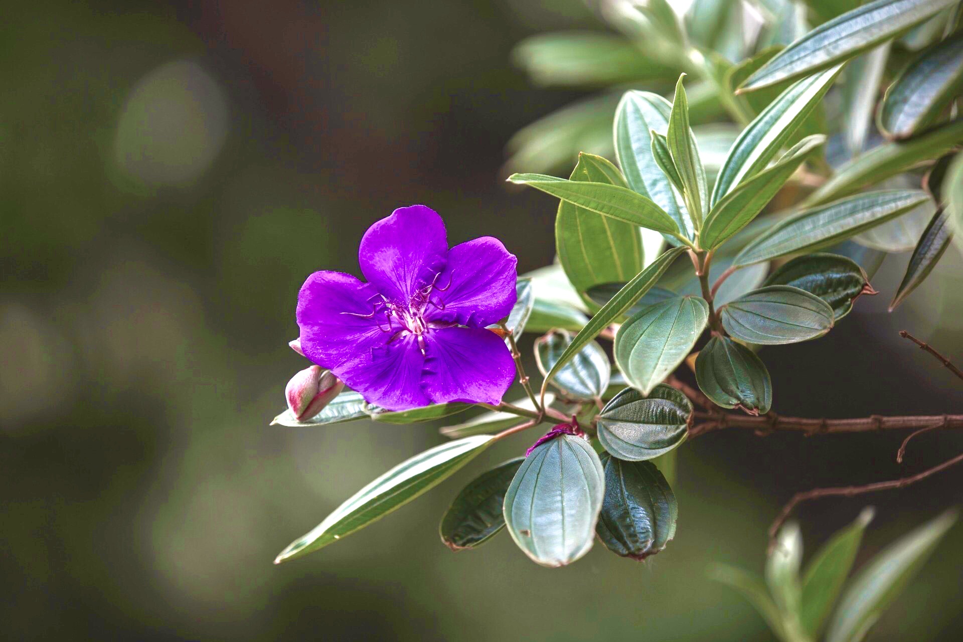 【首发】巴西野牡丹