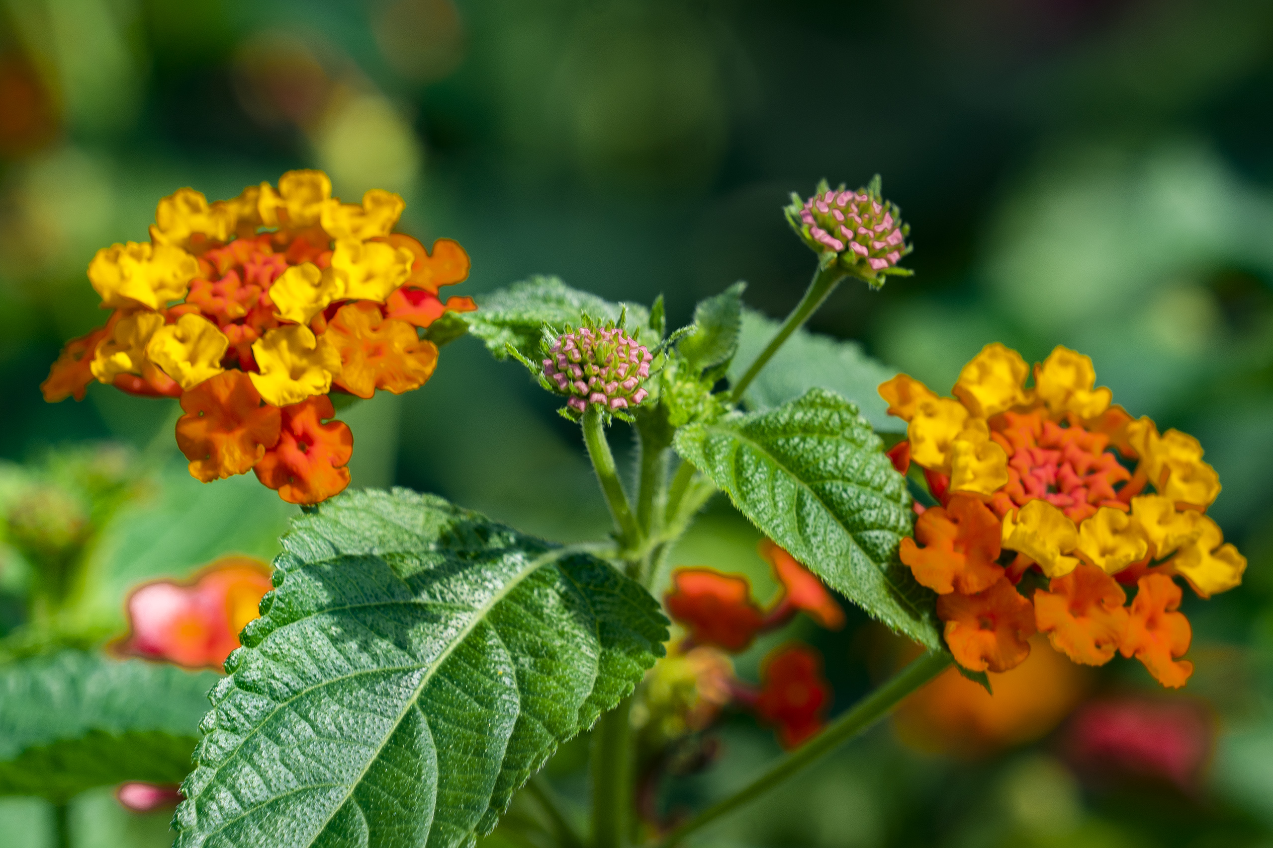 【首发】五色梅