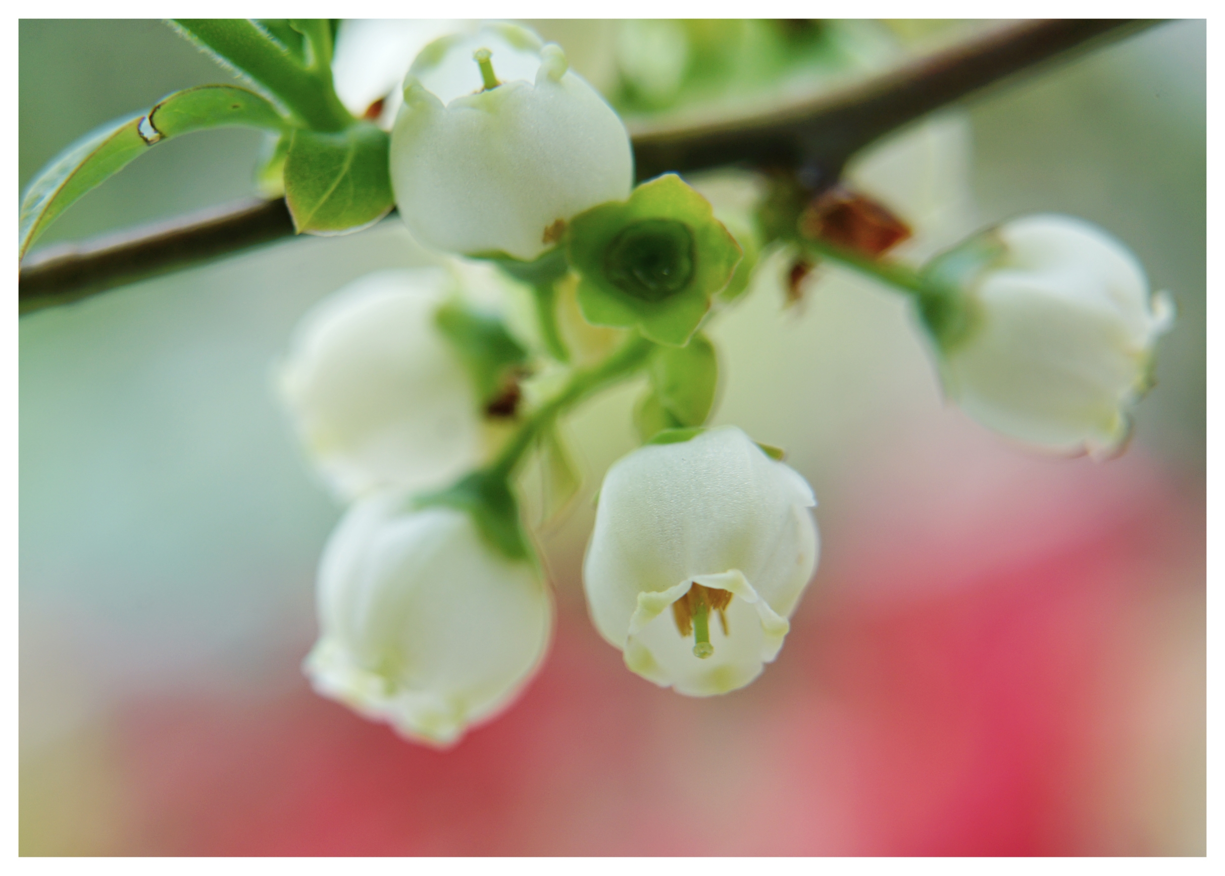 蓝莓花,夏里的铃兰