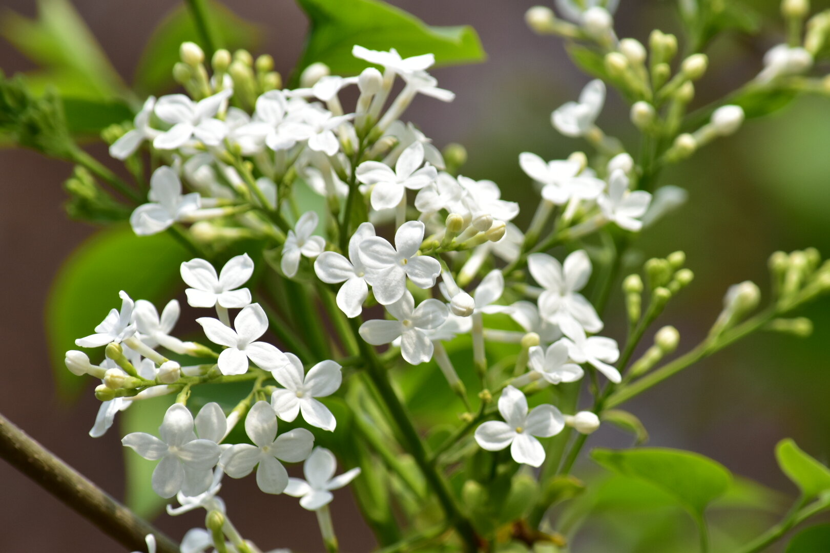 白色丁香花图片大全图片