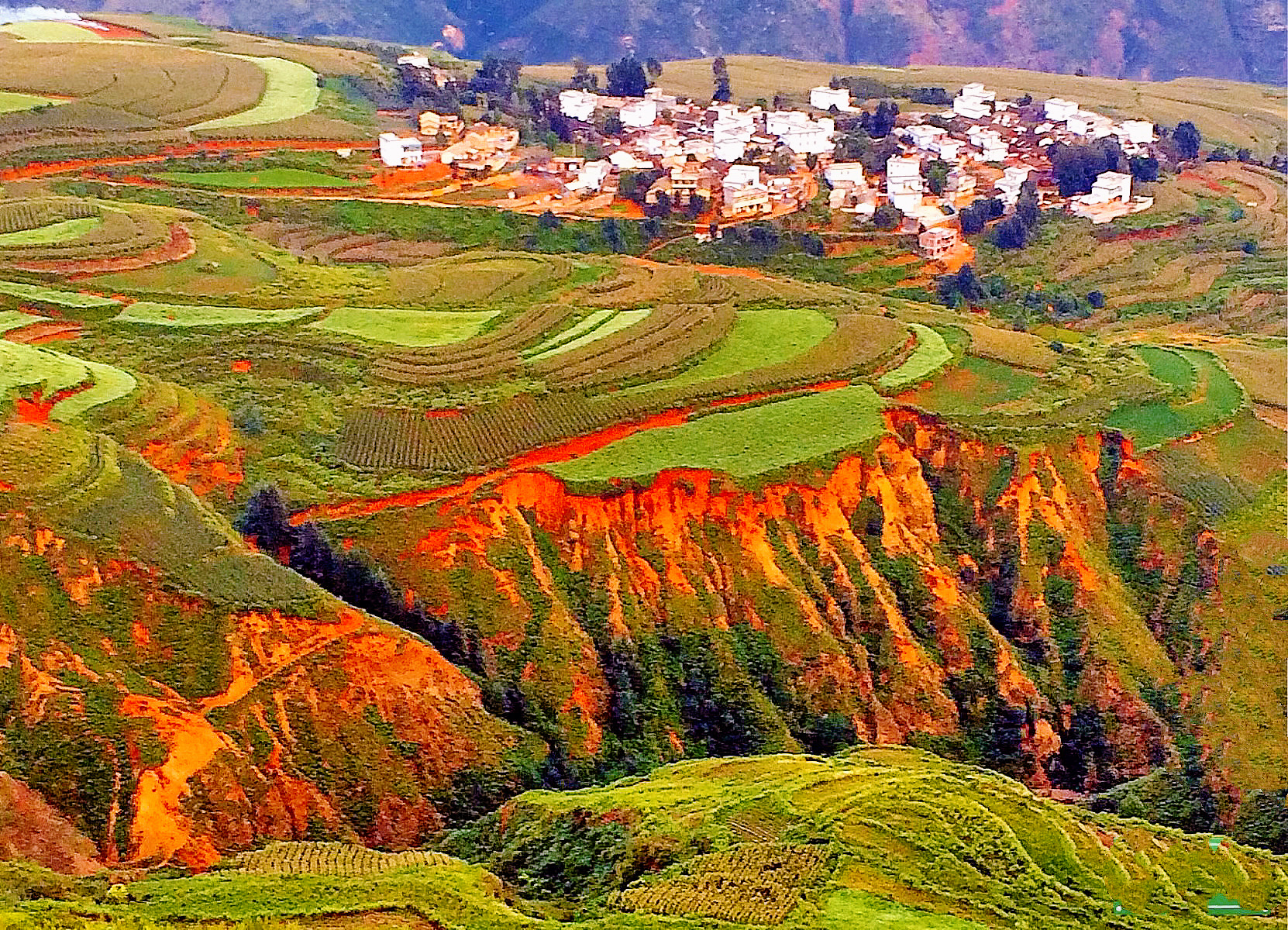 行走在松软湿润的红土地上,极目眺望,那土那田在雨水的滋润下色泽如油