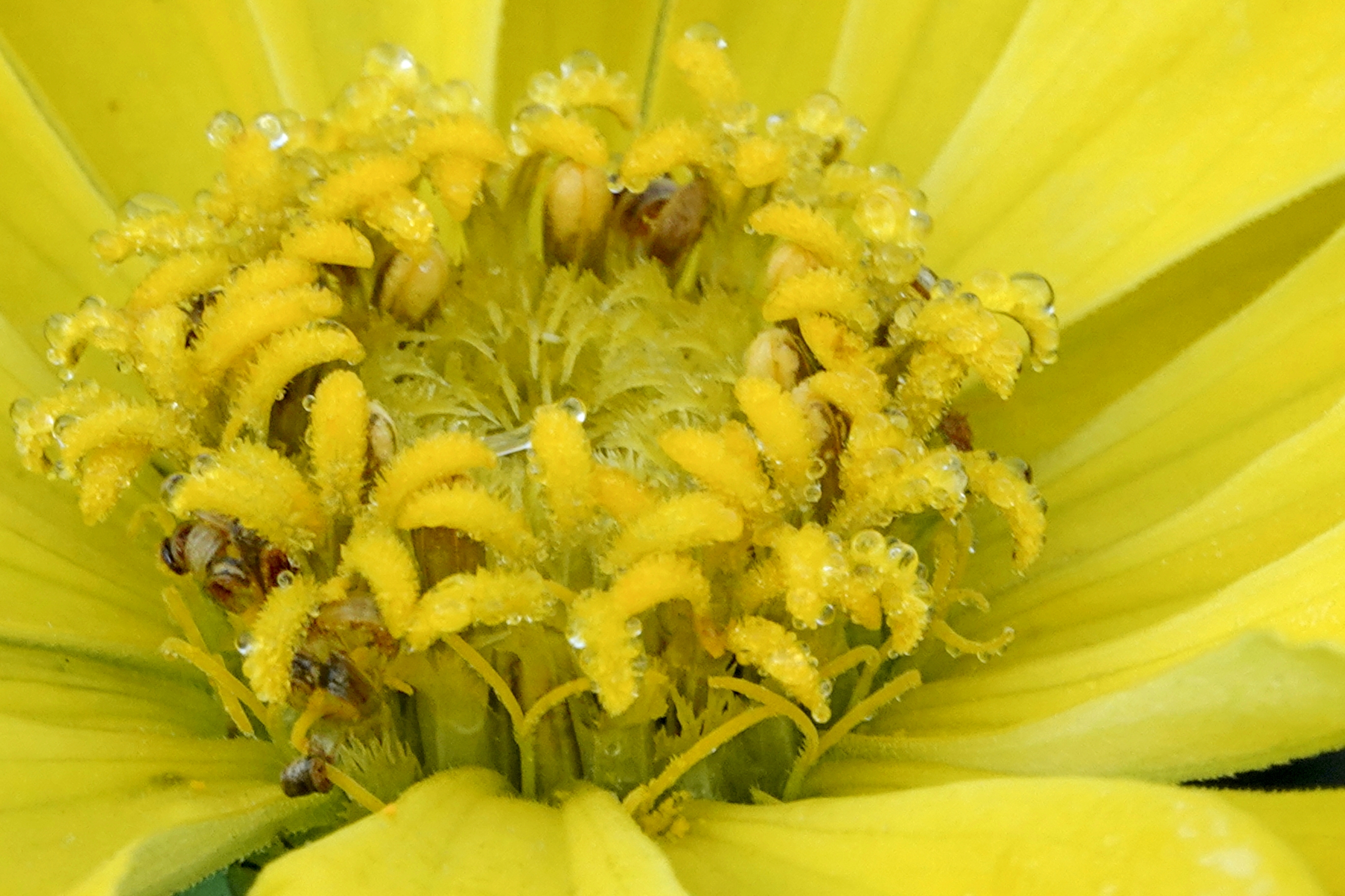 【首发】百日菊花蕊之美