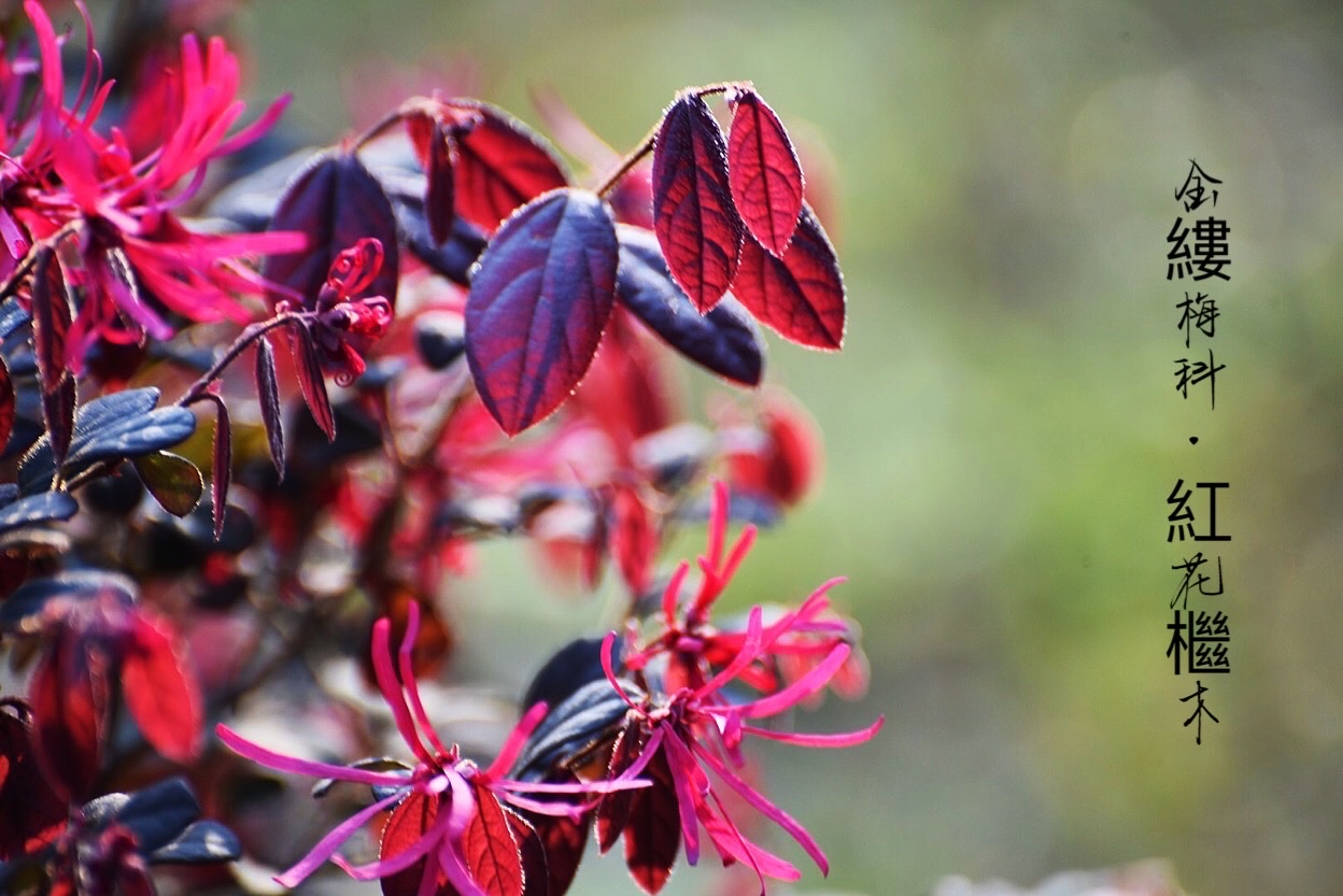 遇上红花檵木.的美 (二)