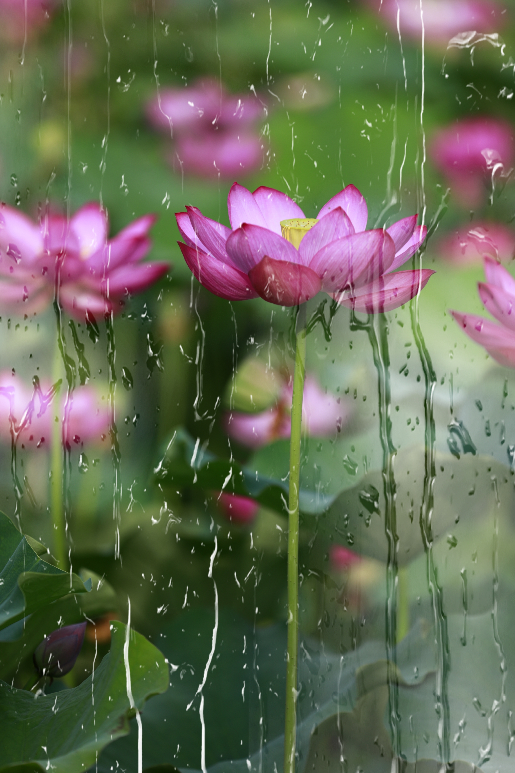 下雨天的荷花图片唯美图片