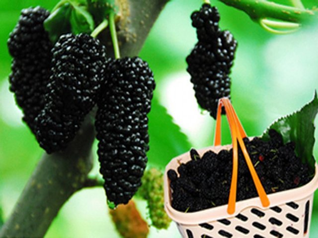 温汤桑葚果向您招手啦