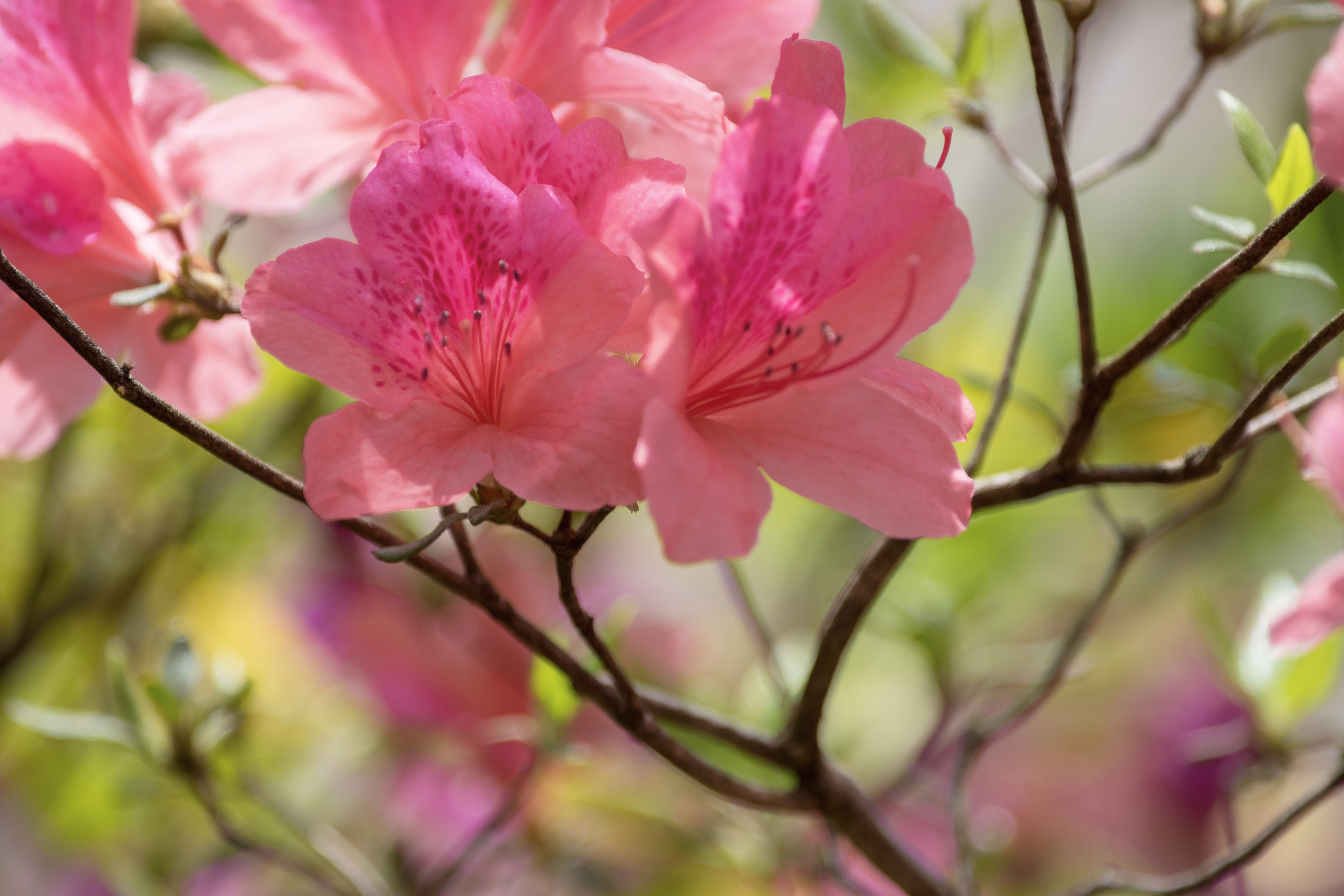 杜鹃花是双子叶植物纲,杜鹃花科,杜鹃属的常绿灌木,落叶灌木.