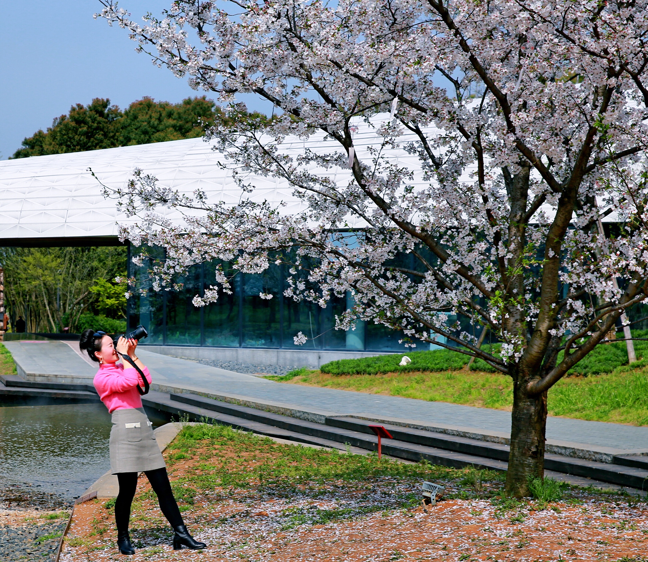 樱花烂漫时摄于兰溪兰湖度假村