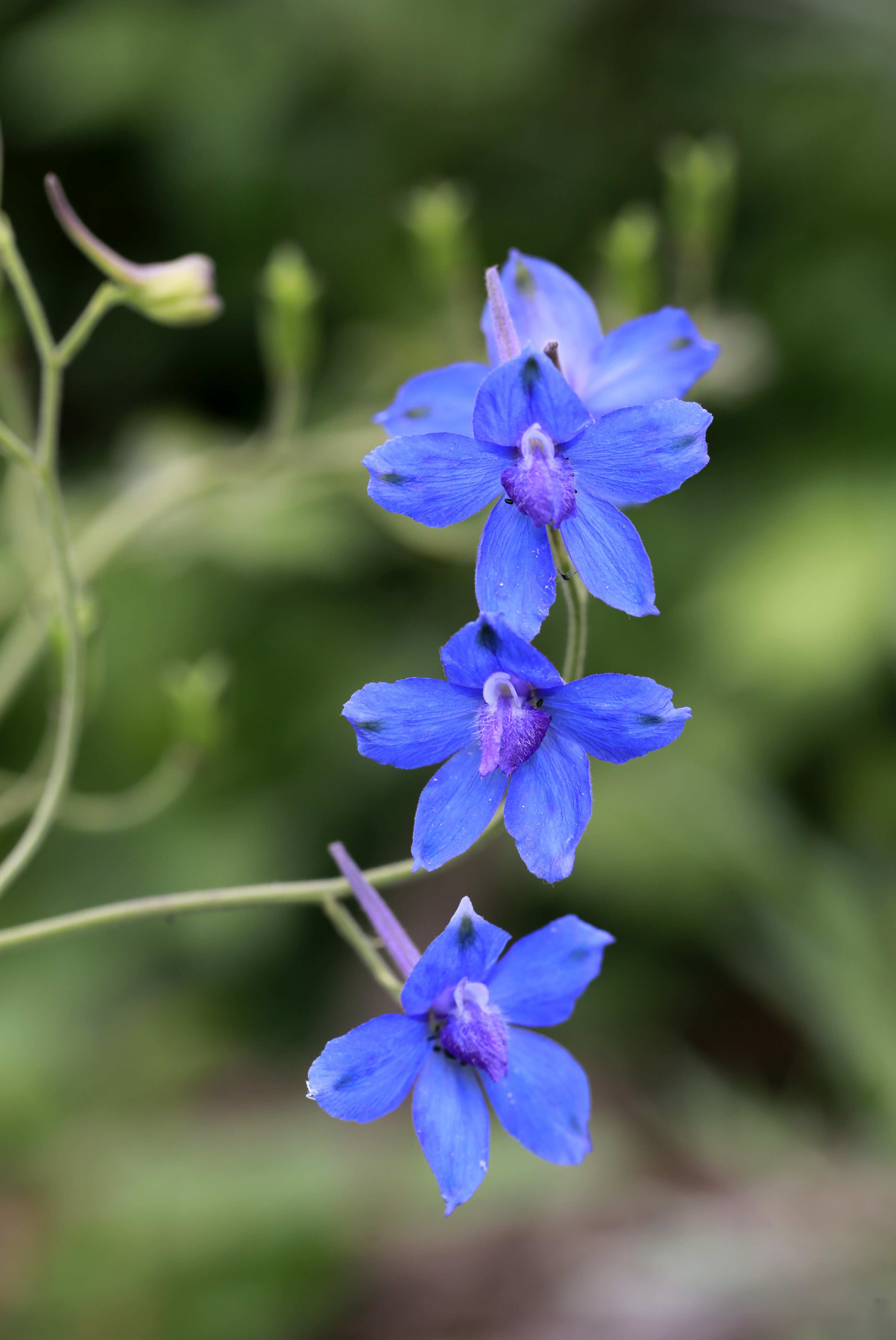 优美逸趣漏斗花