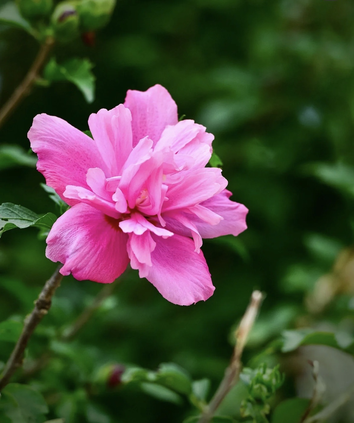 【首发】木槿花