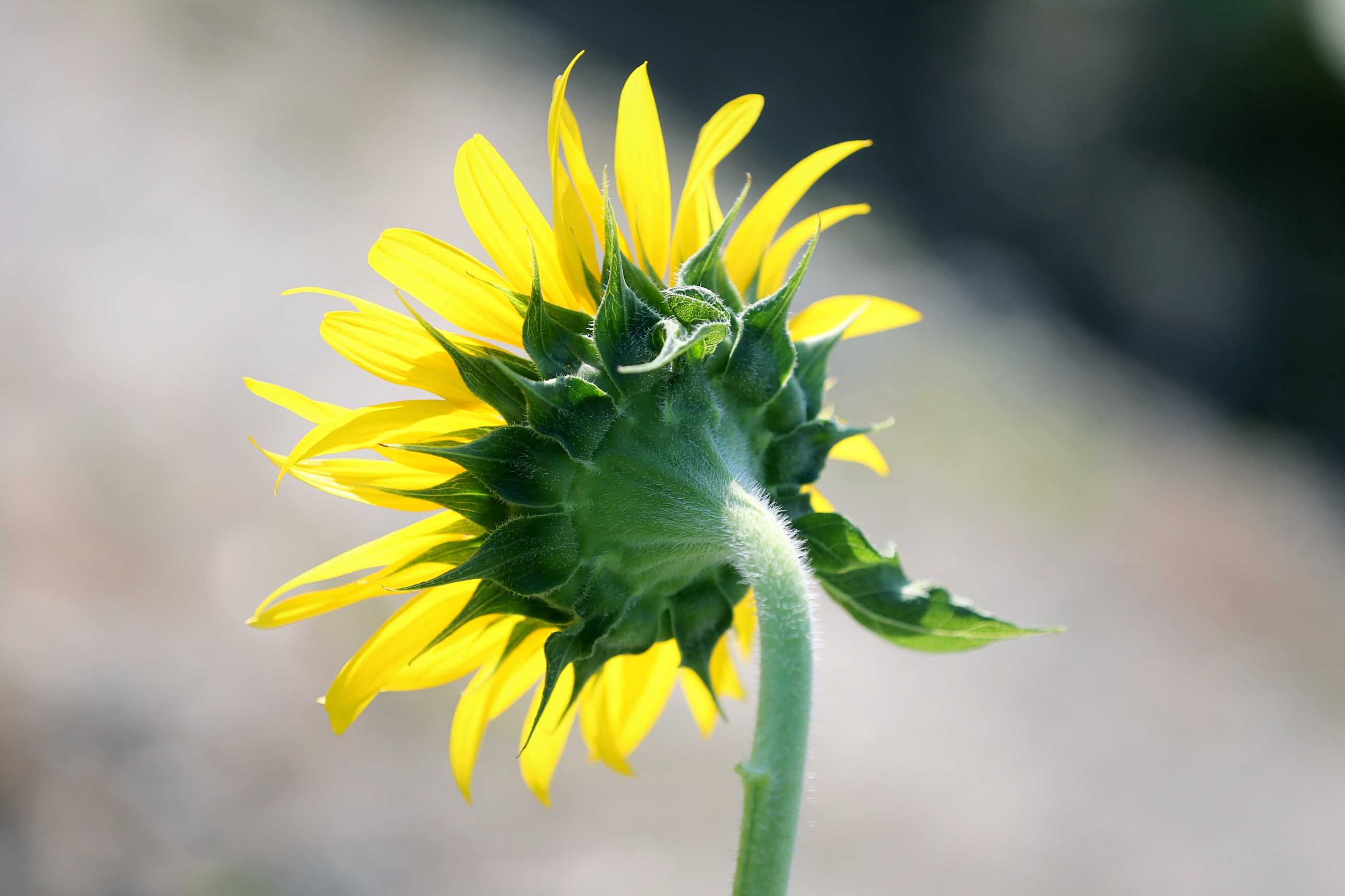 向日葵,有着高傲的姿态,却永远只是仰望着太阳.