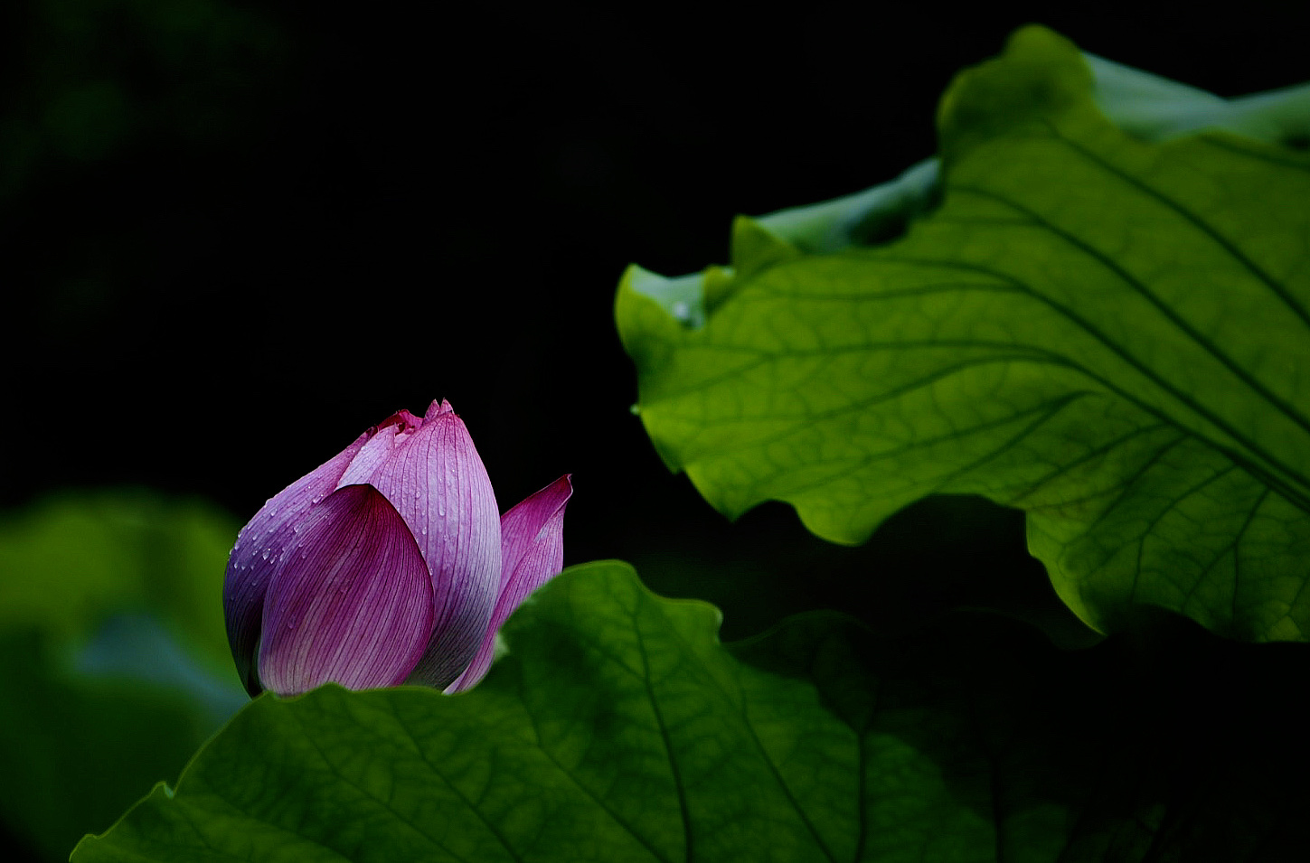 【首发】我是佛前一朵莲