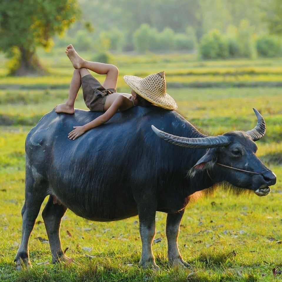 【荷塘月色】丨配图诗丨(第五期)