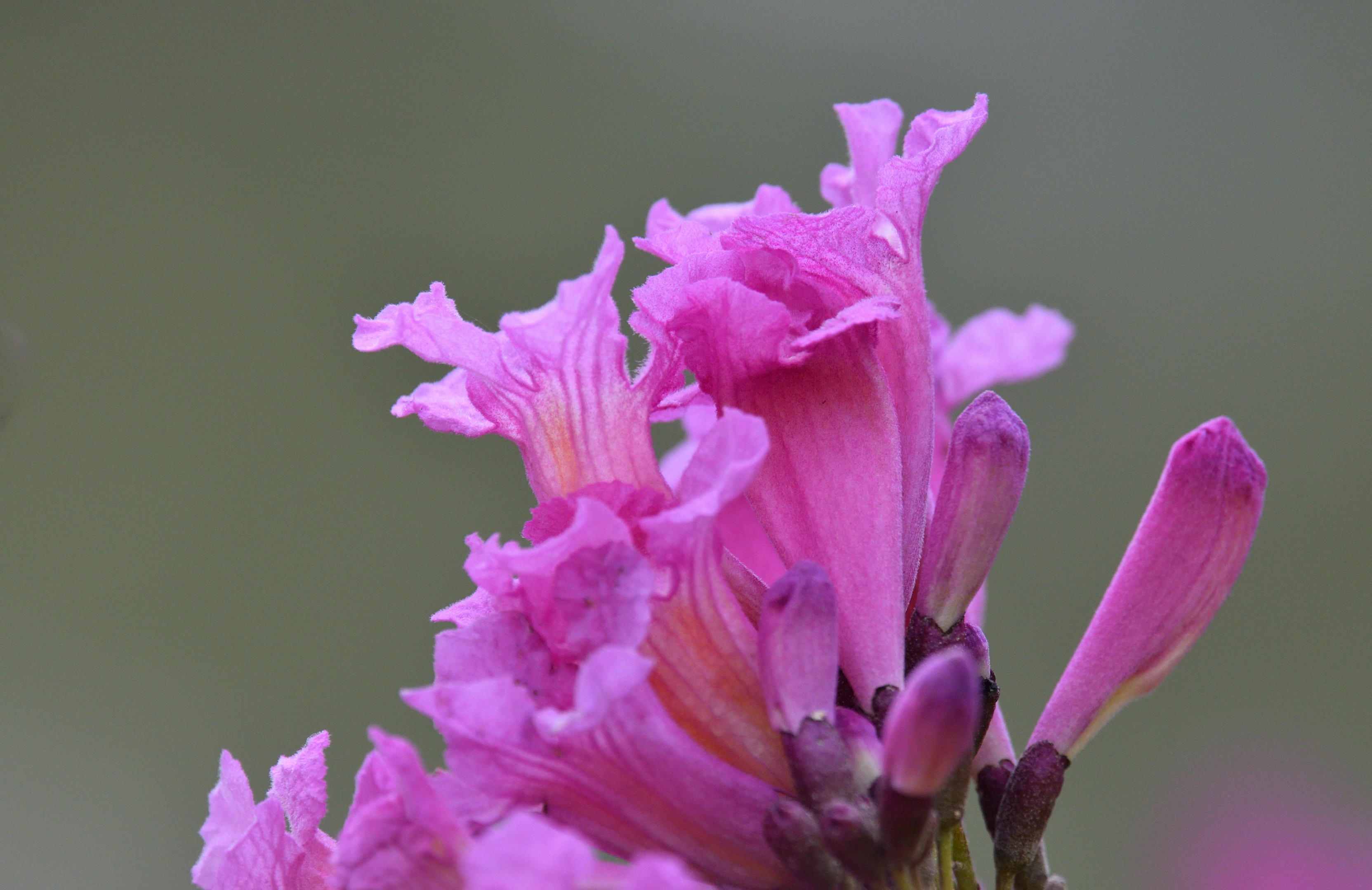 [首发]含苞待放红花风铃木(二)
