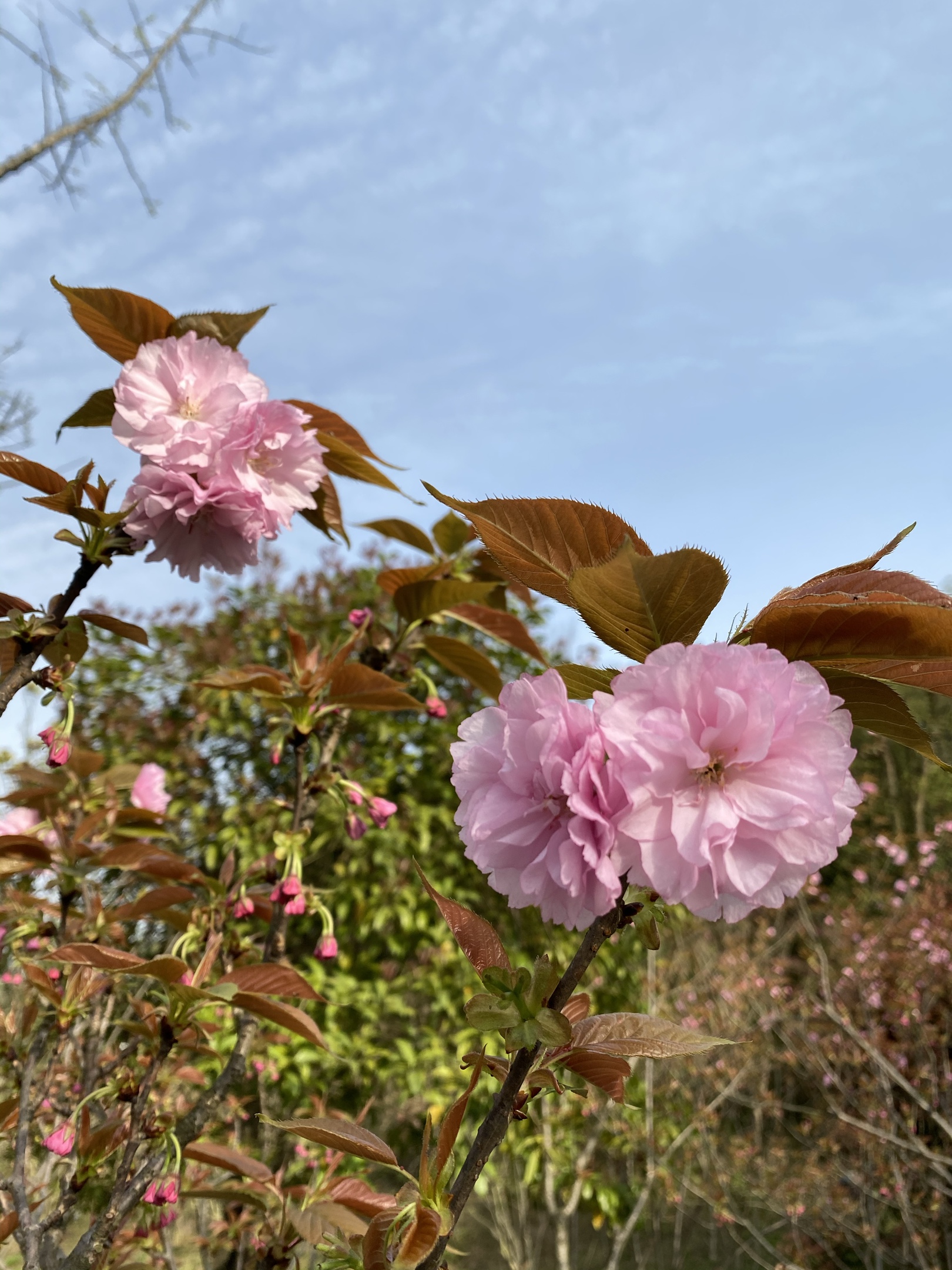 春日裡百花開