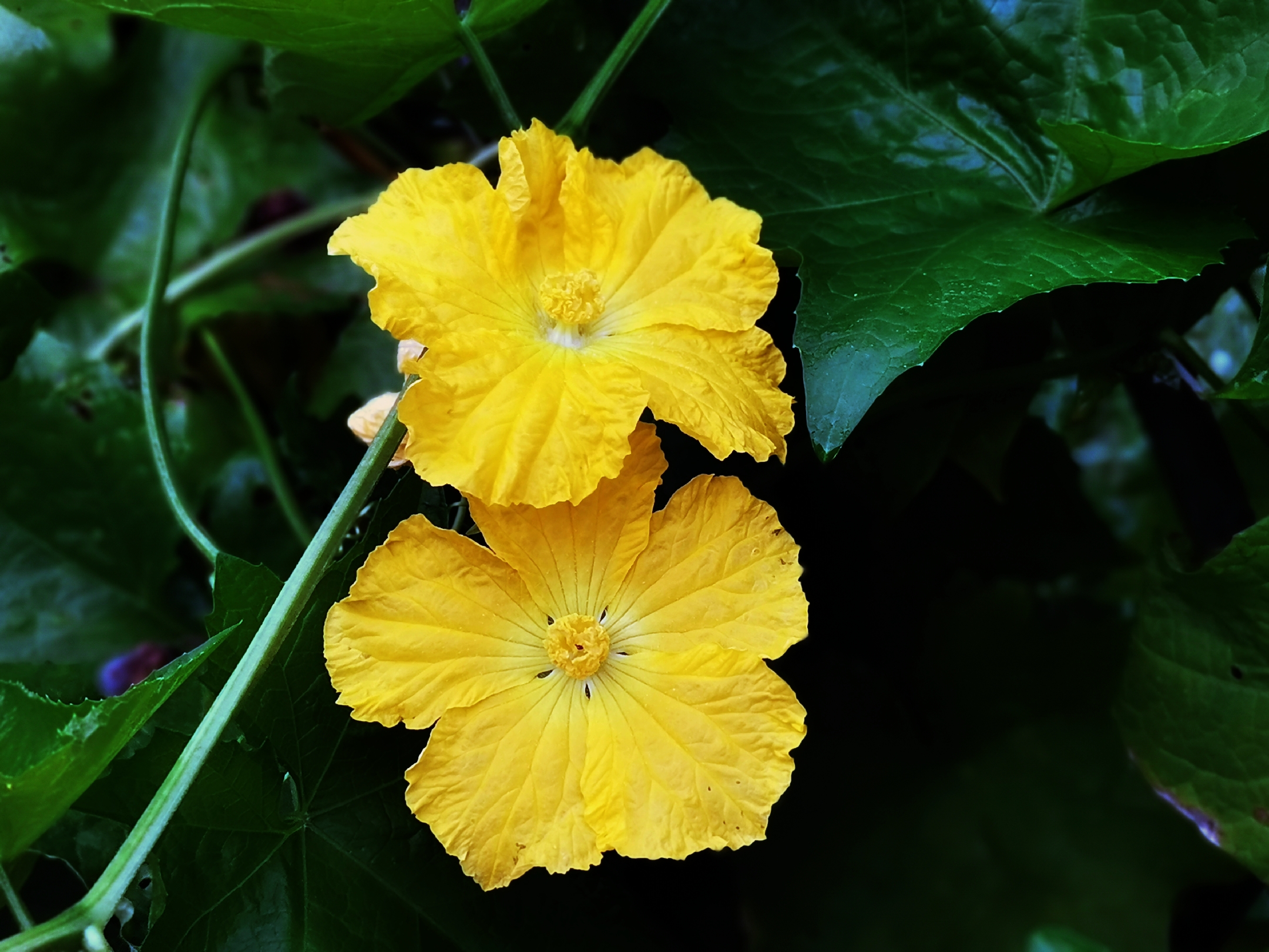 那金黄色的丝瓜花令人喜【原创首发】