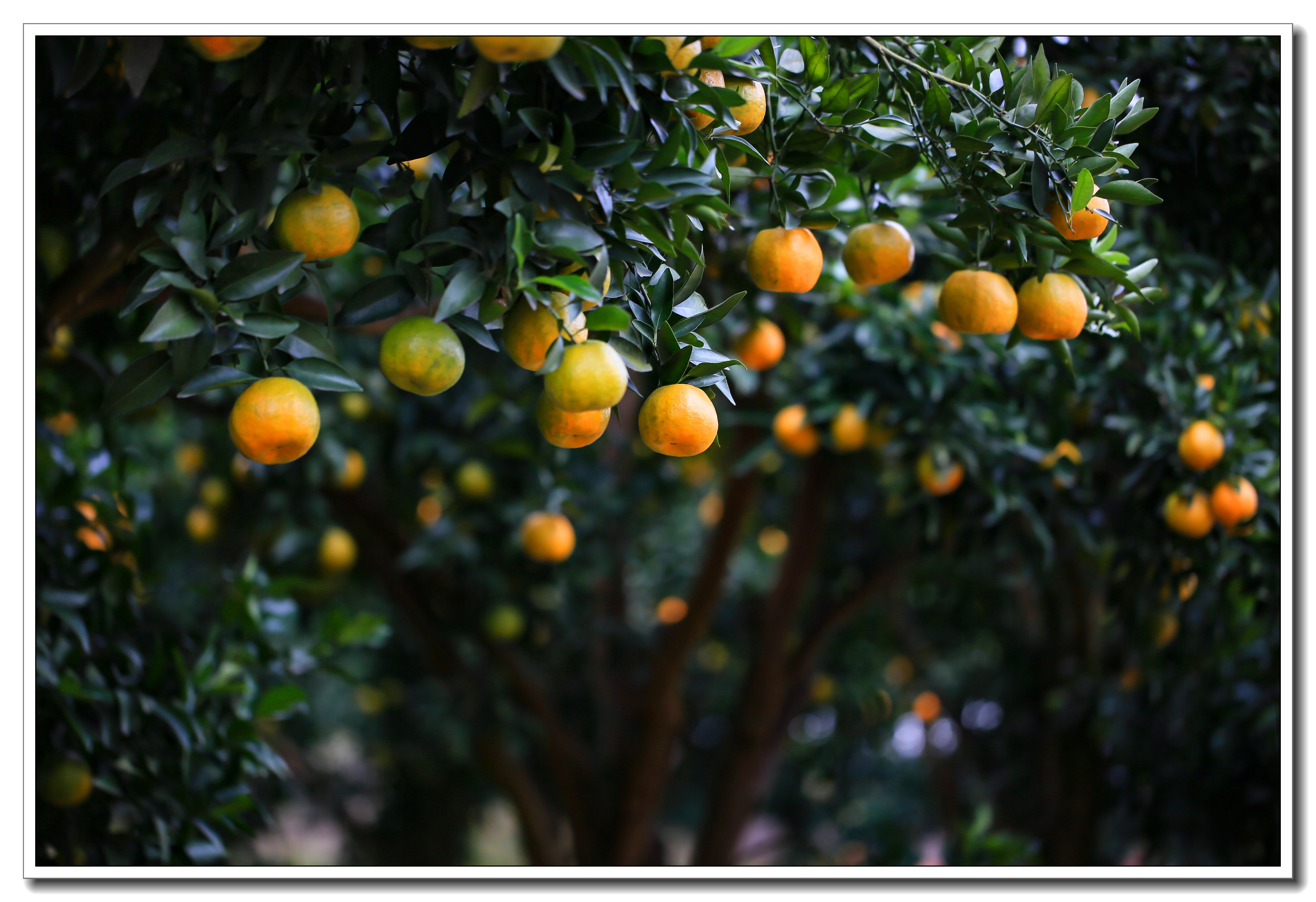 美丽罗埠橘子红了