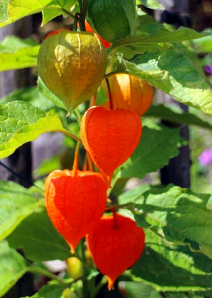 【首发】山花野草红灯笼,外罩红纱含金彤.