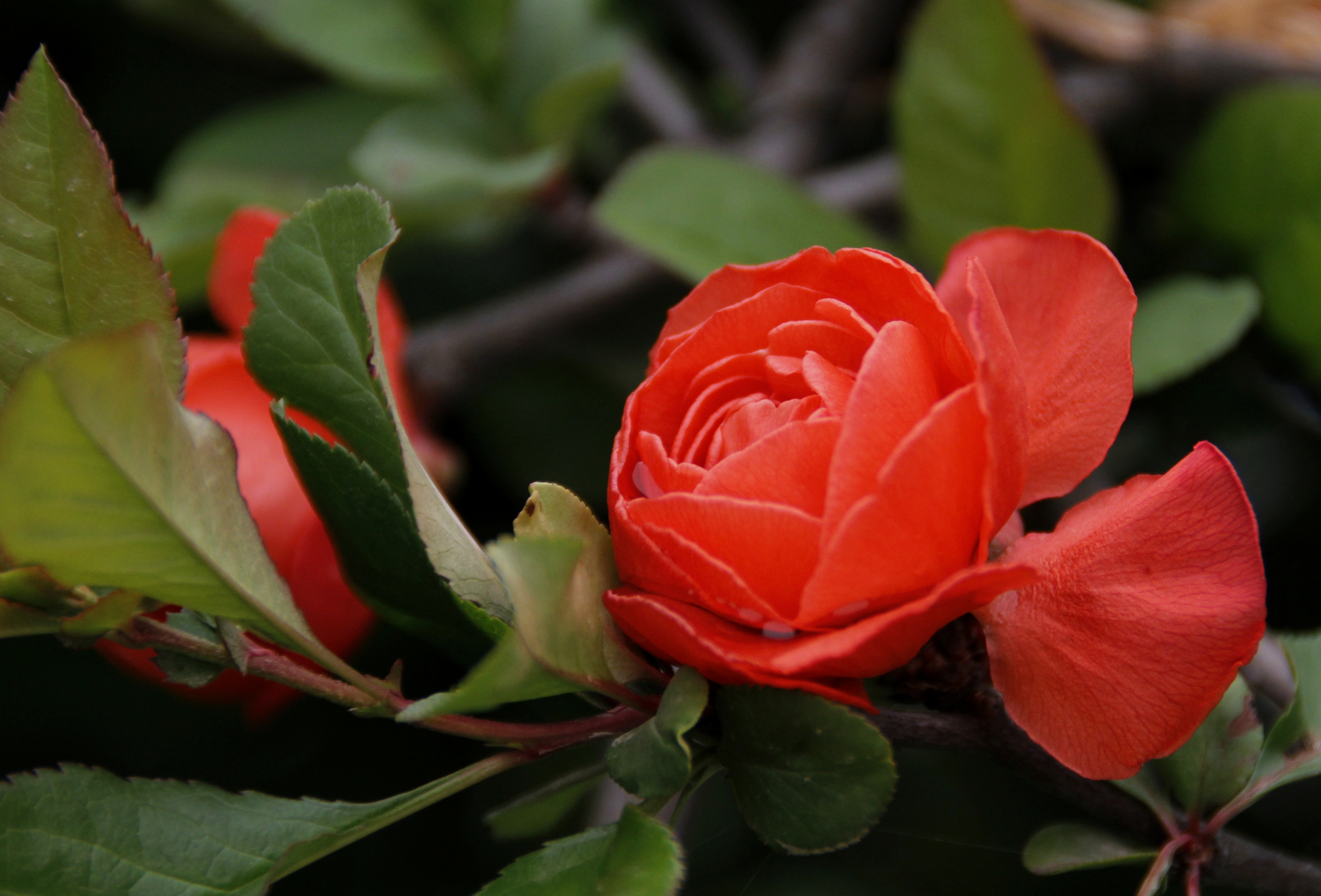 【首发】日本海棠花③