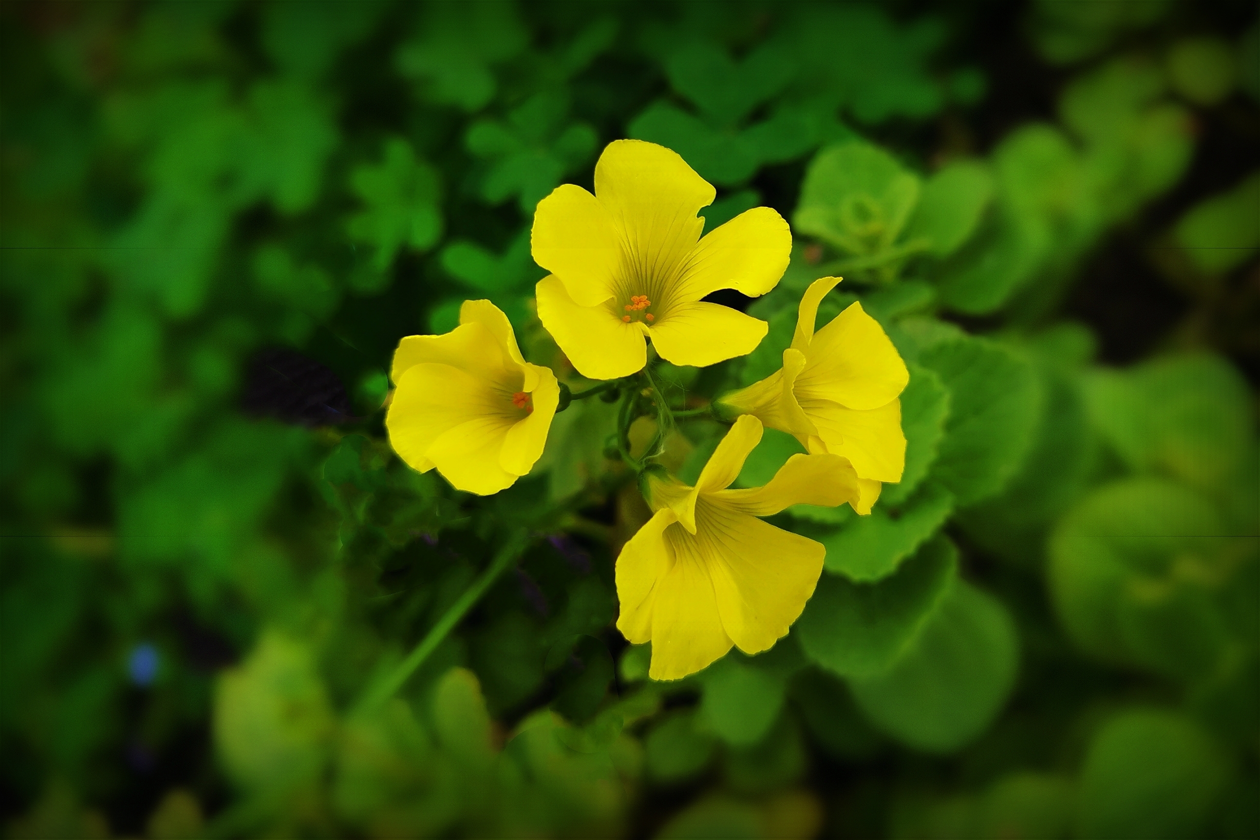 酢浆草～4【原创首发】