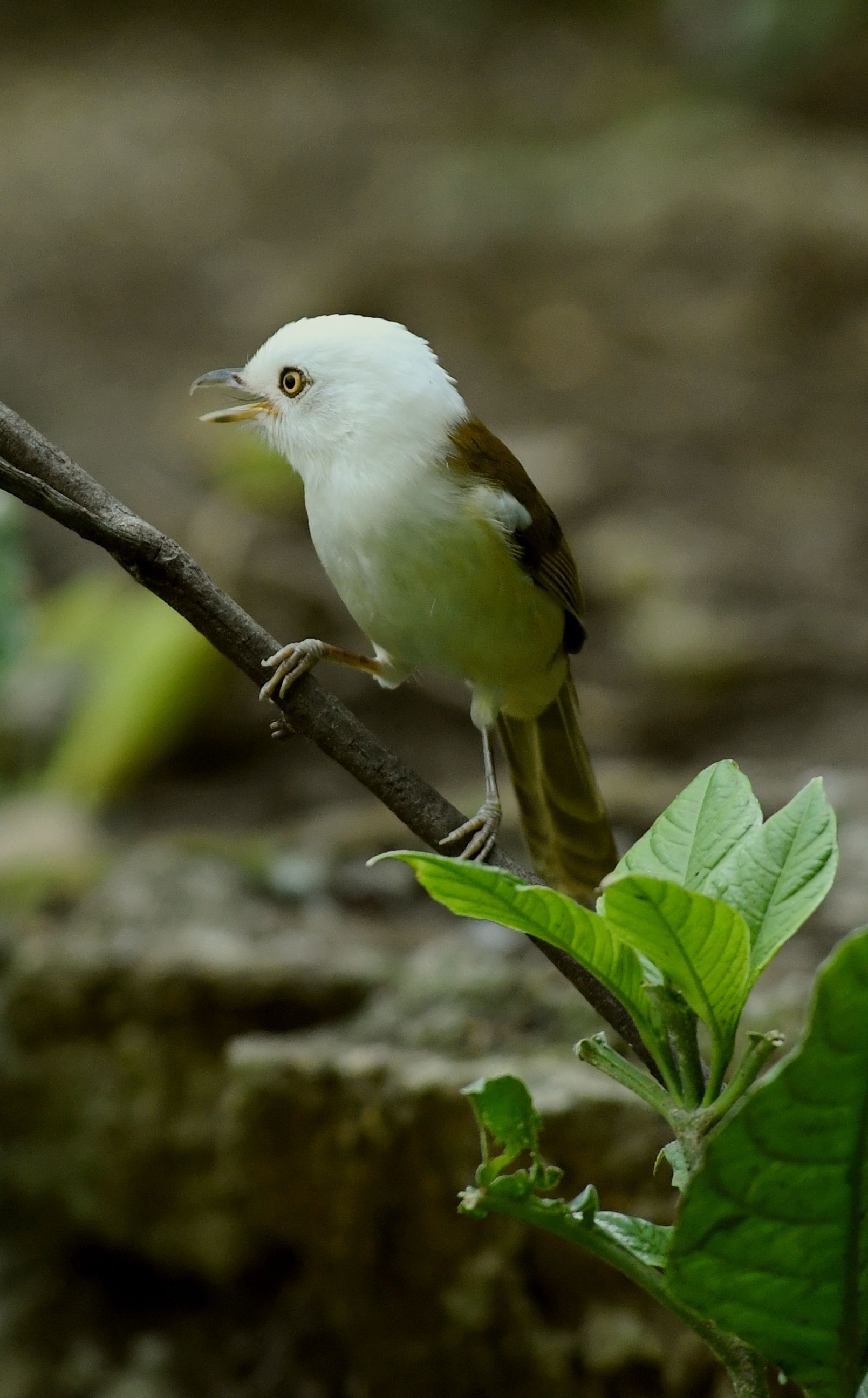 白头鵙鹛【首发】