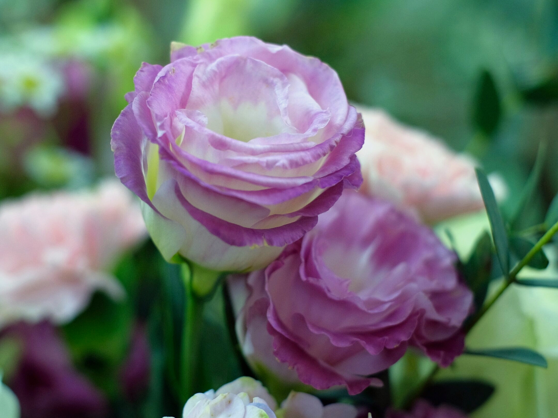 爱之花*玫瑰之约