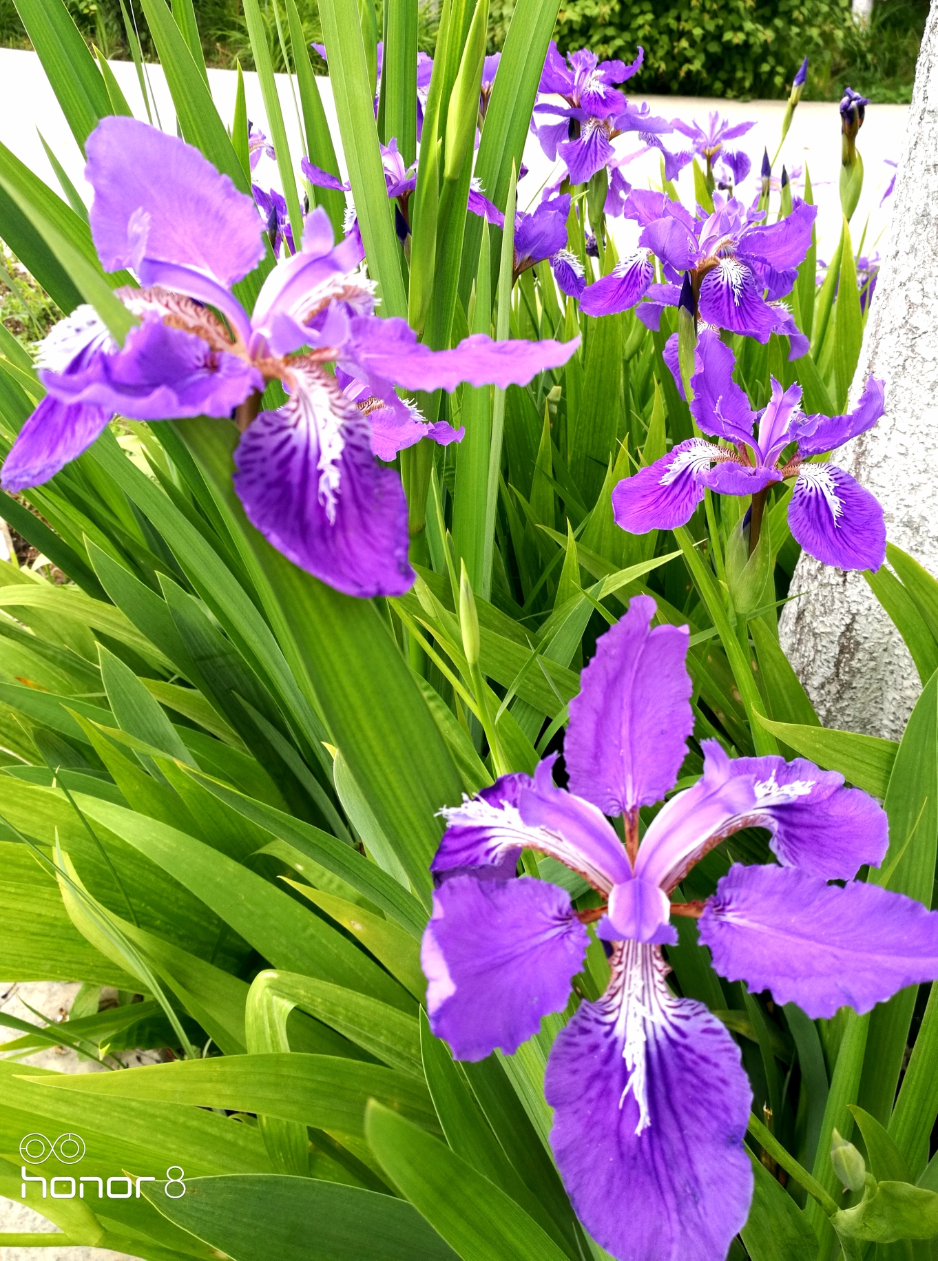 紫鸢尾花的花语是——爱意,吉祥与信仰者的幸福而优美,爱