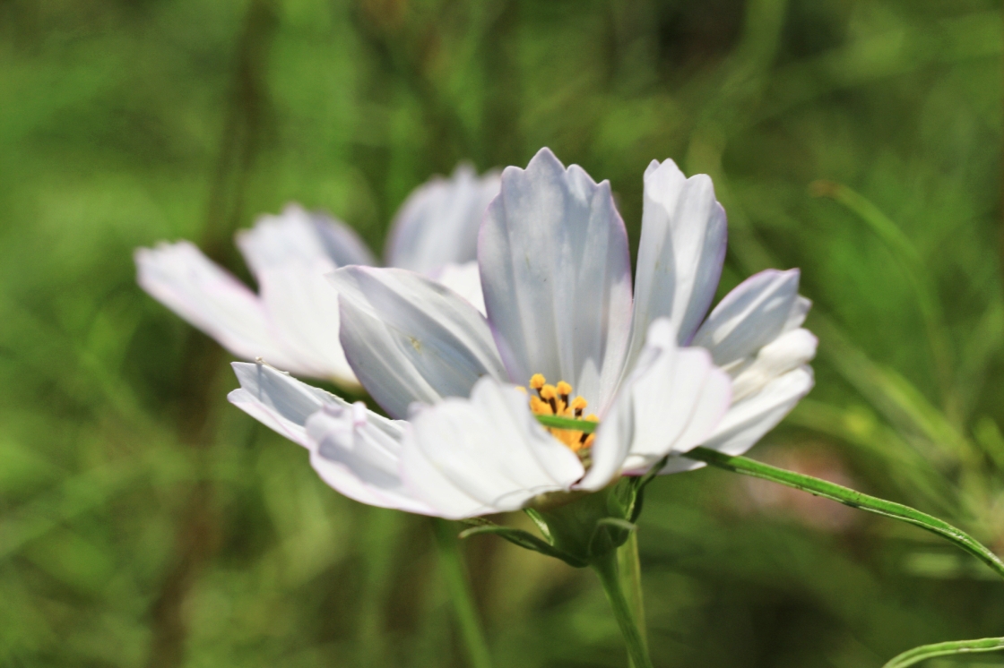 秋英又名格桑花,花舌狀,八瓣,不大不小,恰到好處.