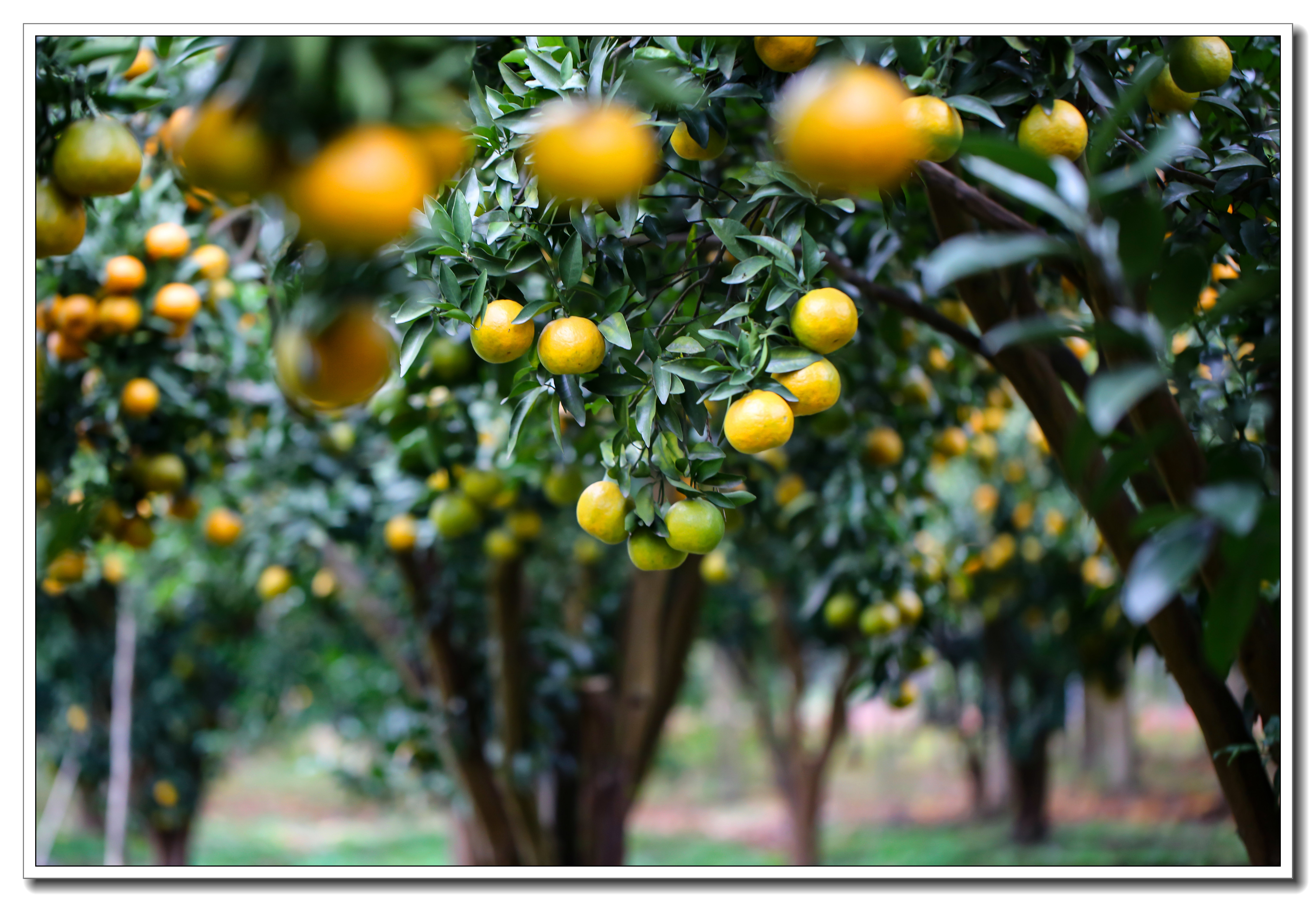 美丽罗埠橘子红了