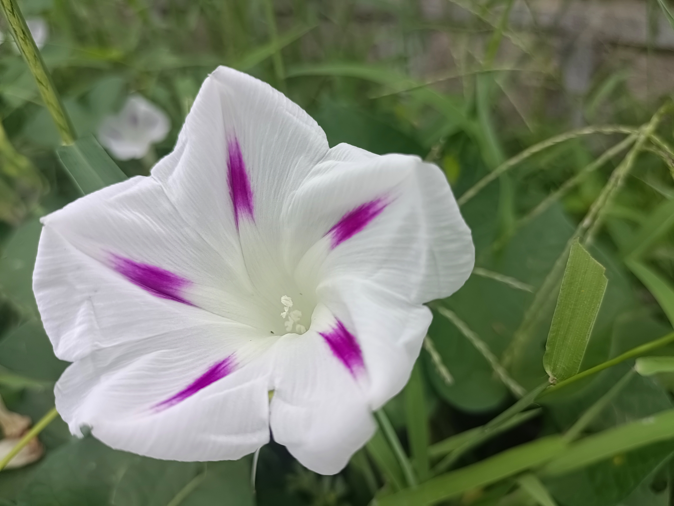 【首发】圆叶牵牛花