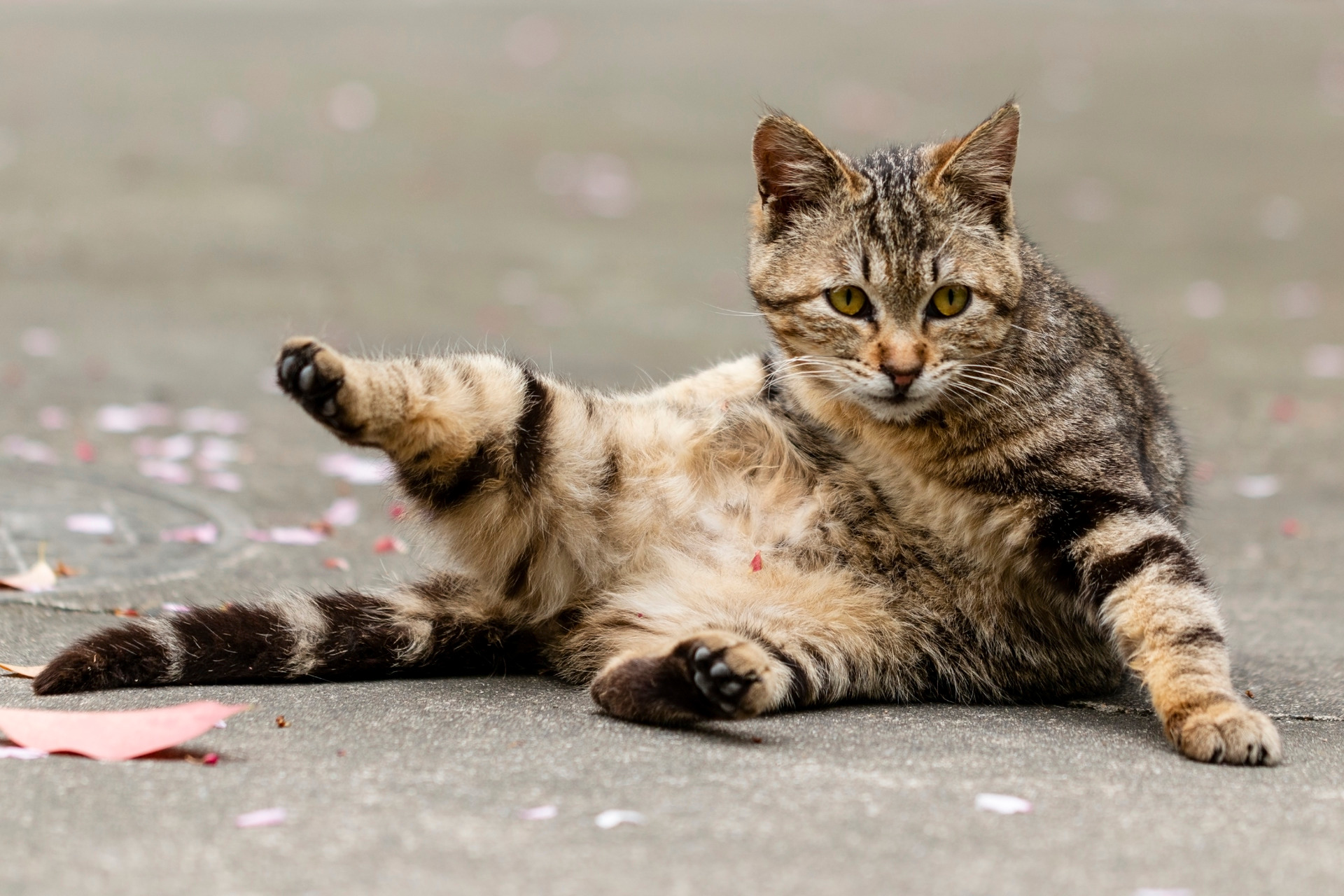 【首发】狸花猫