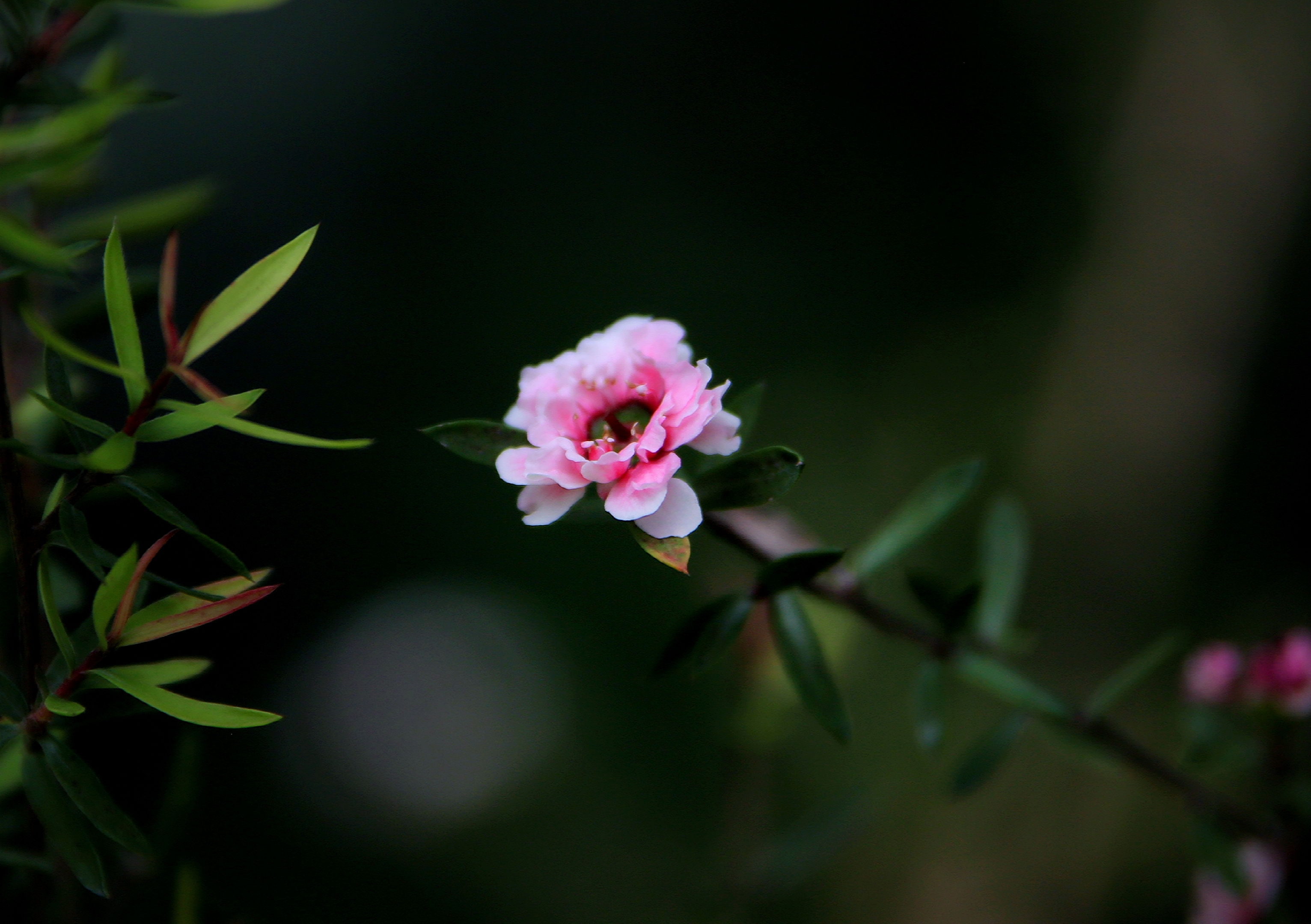 【首发】花开松红梅