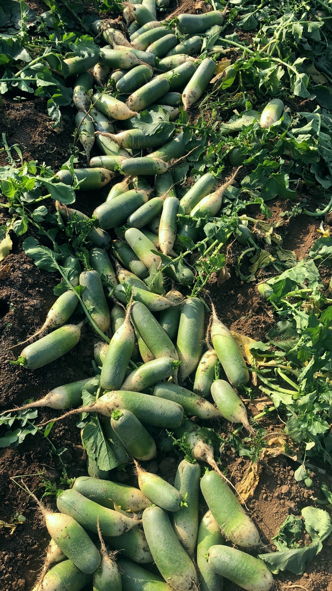诸城市颐康蔬菜专业合作社出产的绿色食品沁颐园水果萝卜上市了