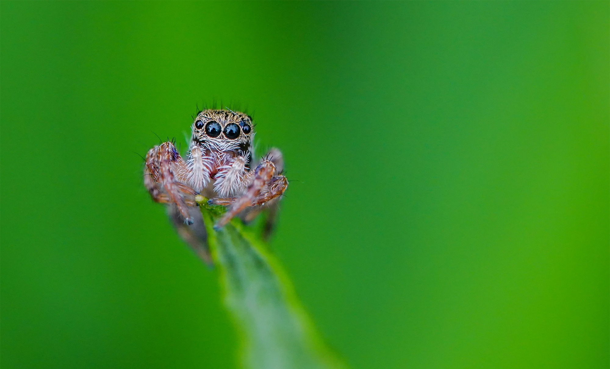 【首发】微距下的小昆虫