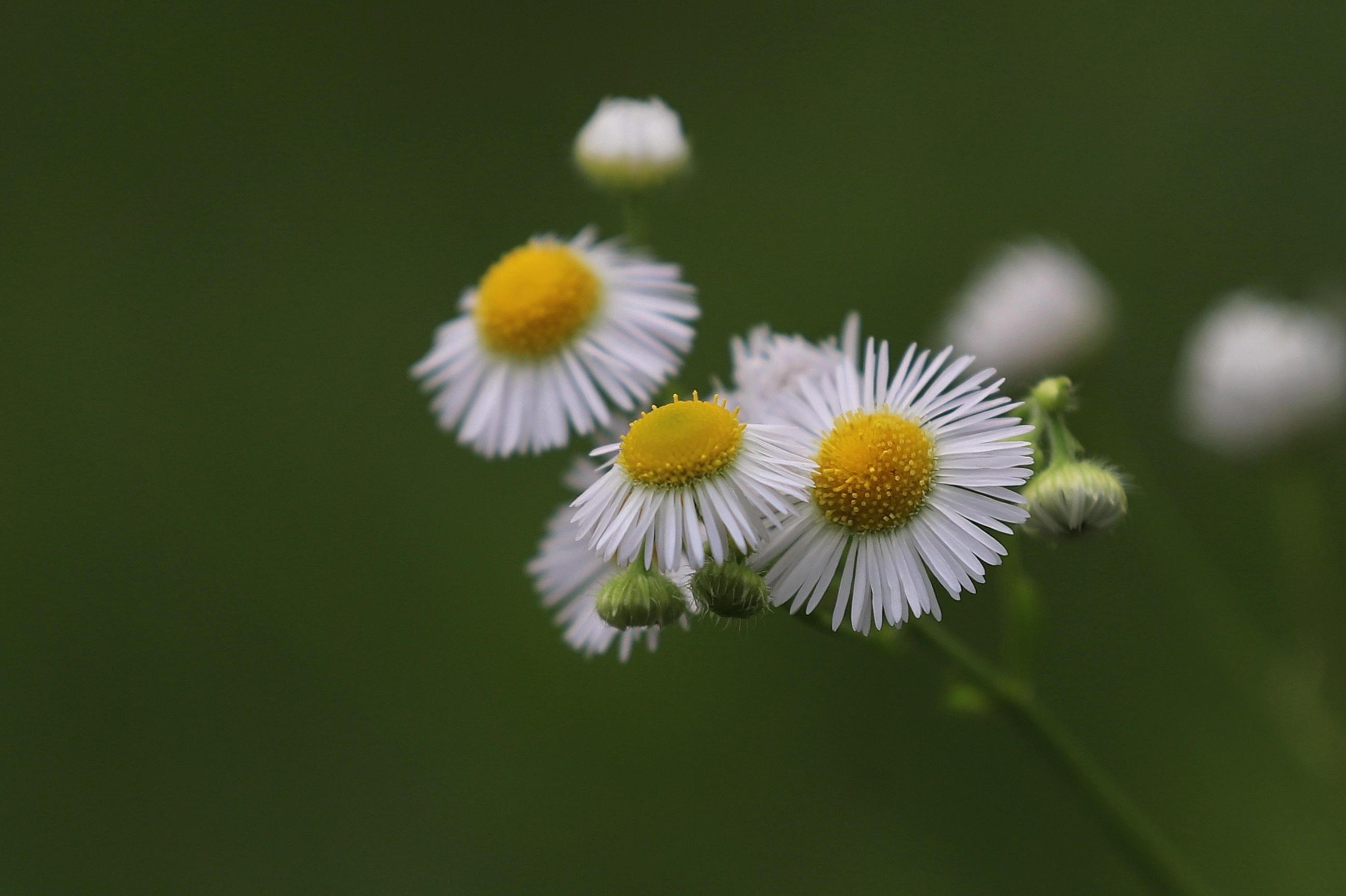 夏日里的野花～一年蓬