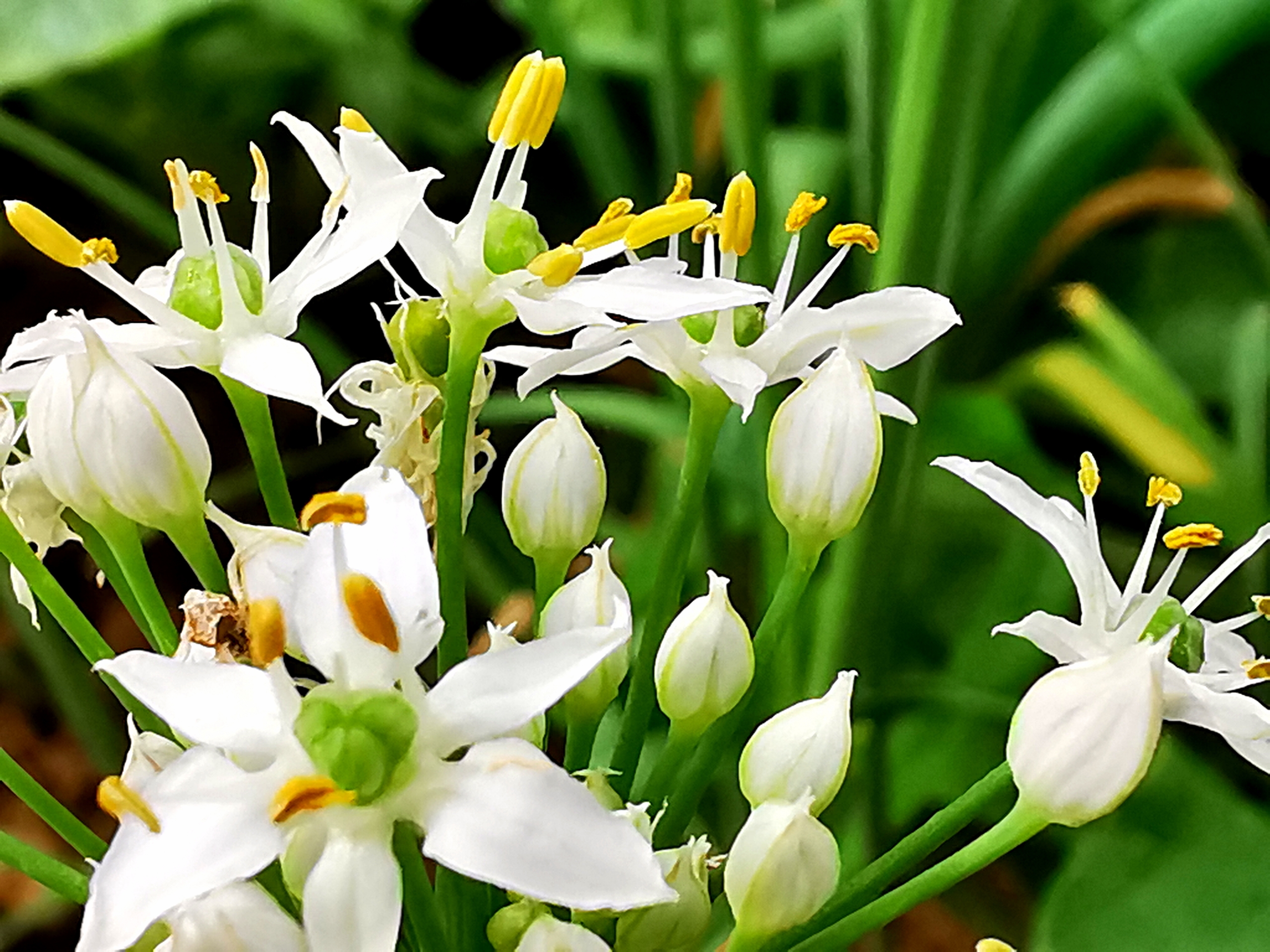 【首发】洁白的韭菜花