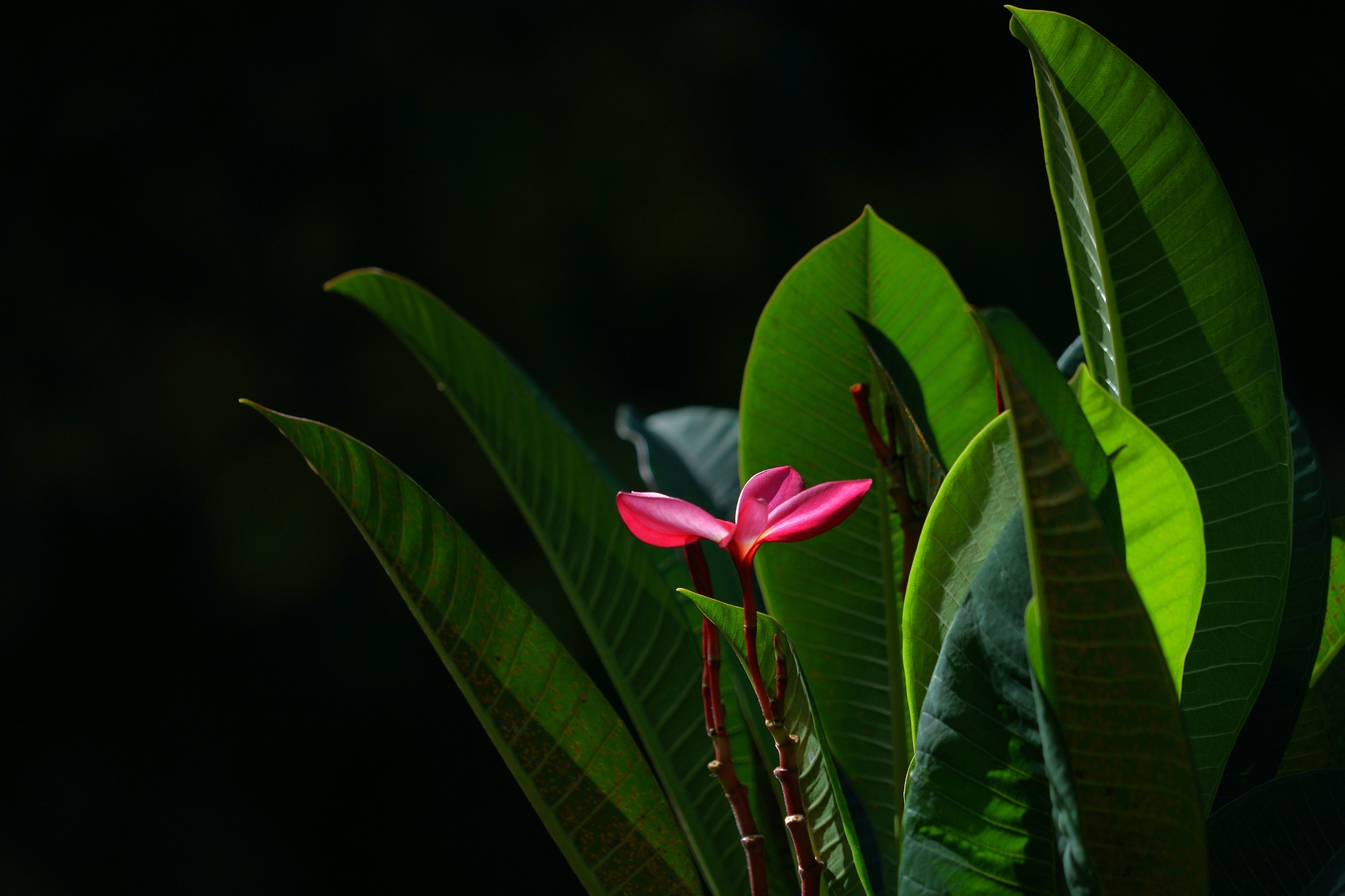 红花缅栀绽枝端