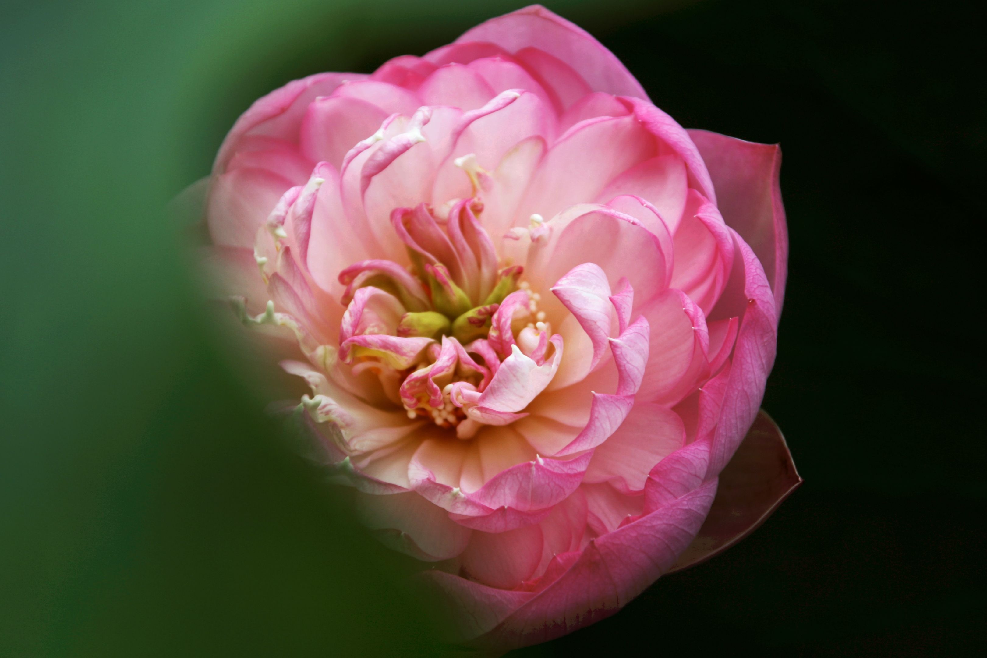 【首发】微距荷花④