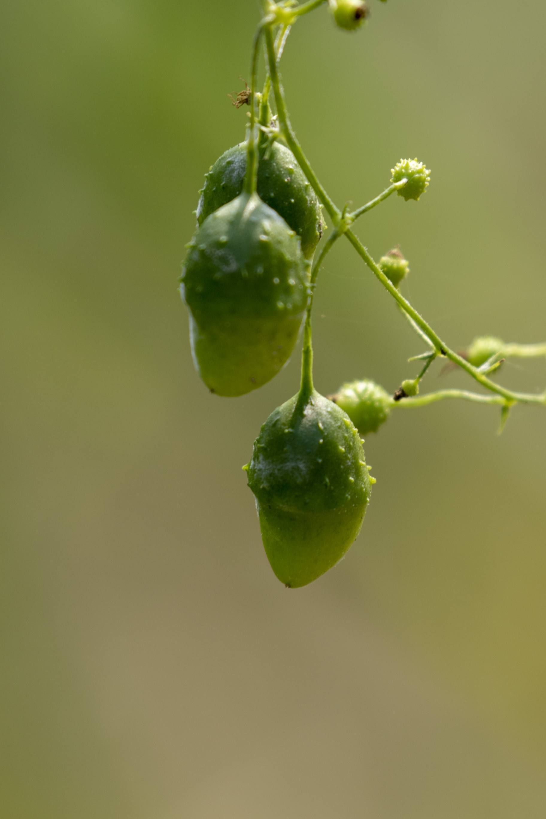 【首发】盒子草(4)