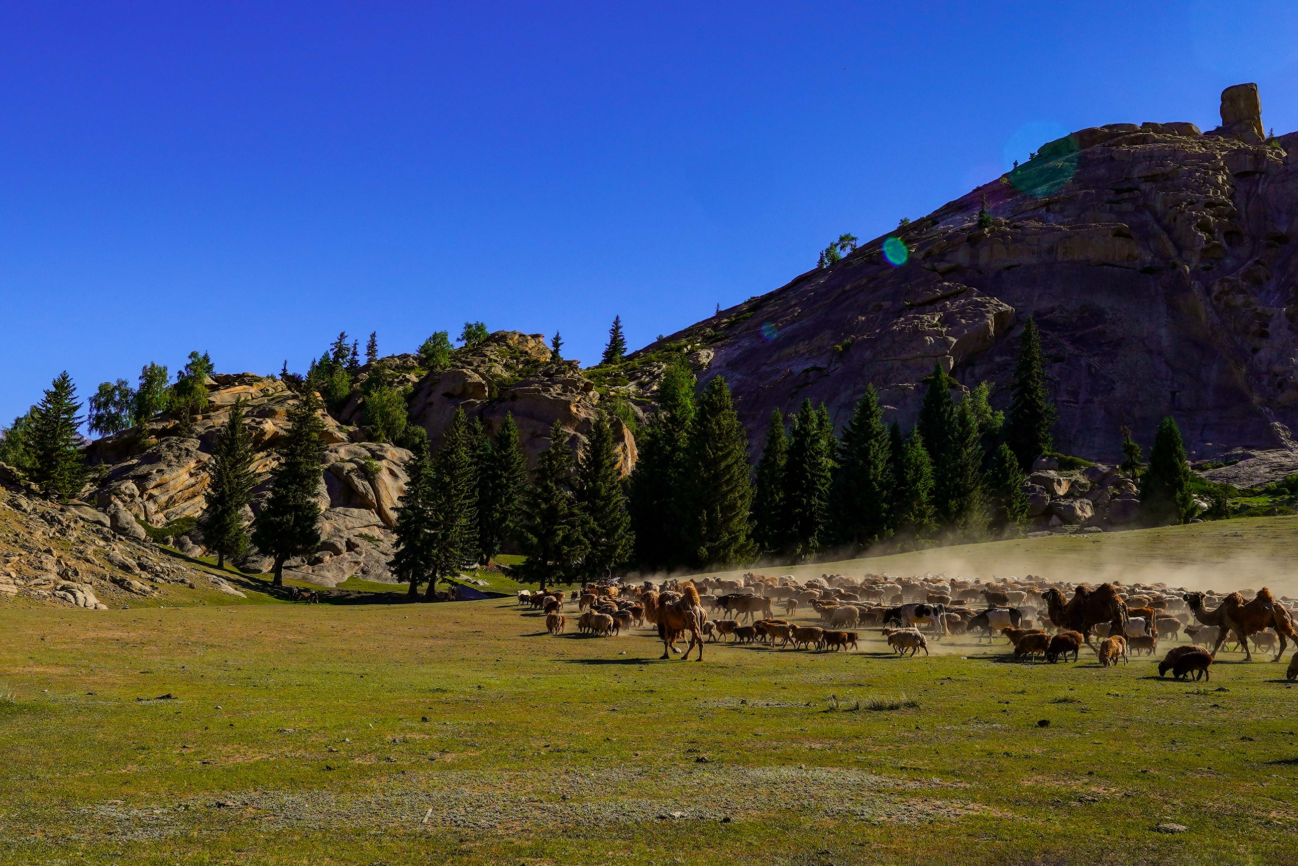 可可托海牧羊群
