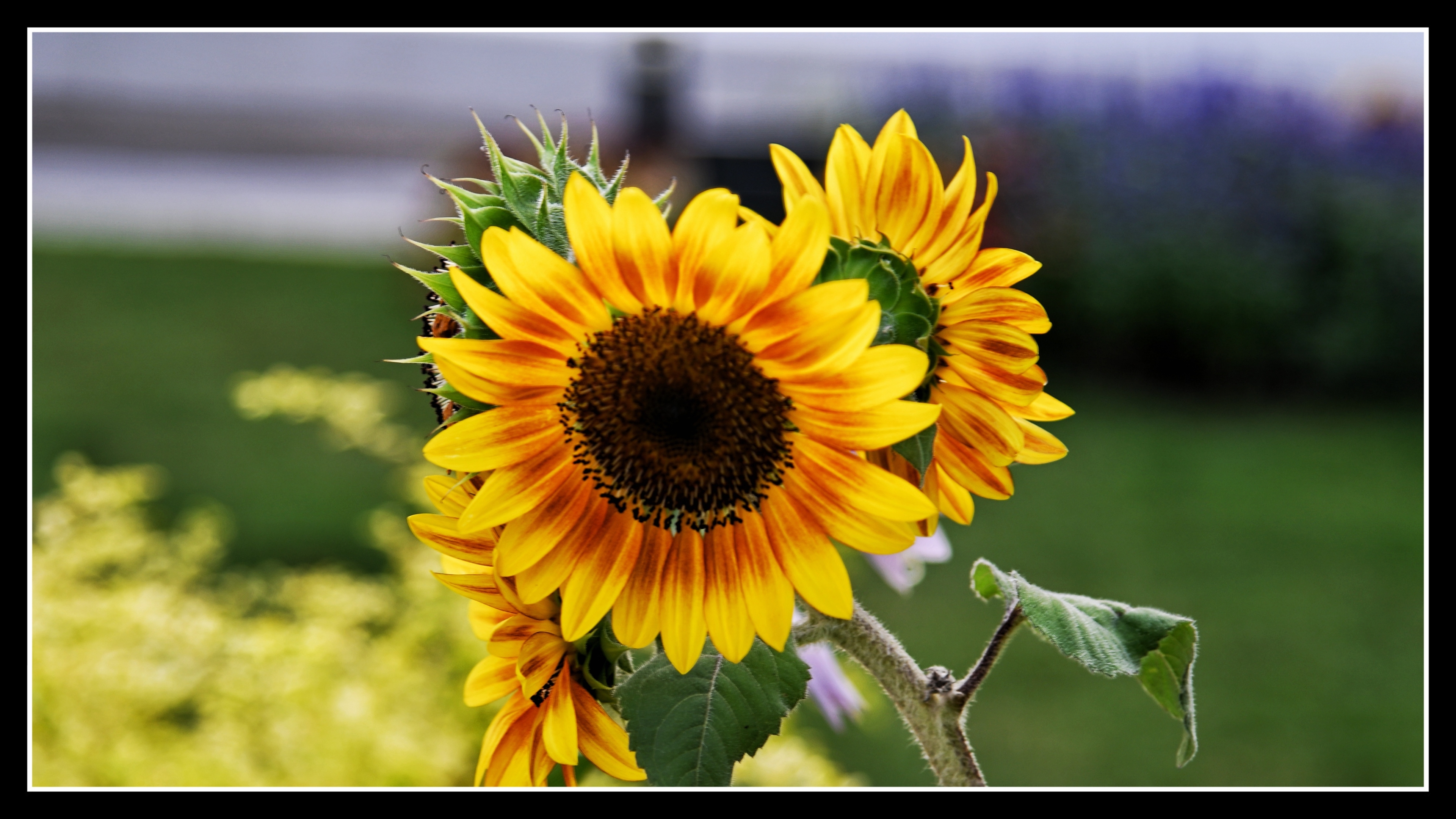 向日葵(朝阳花)《首发》