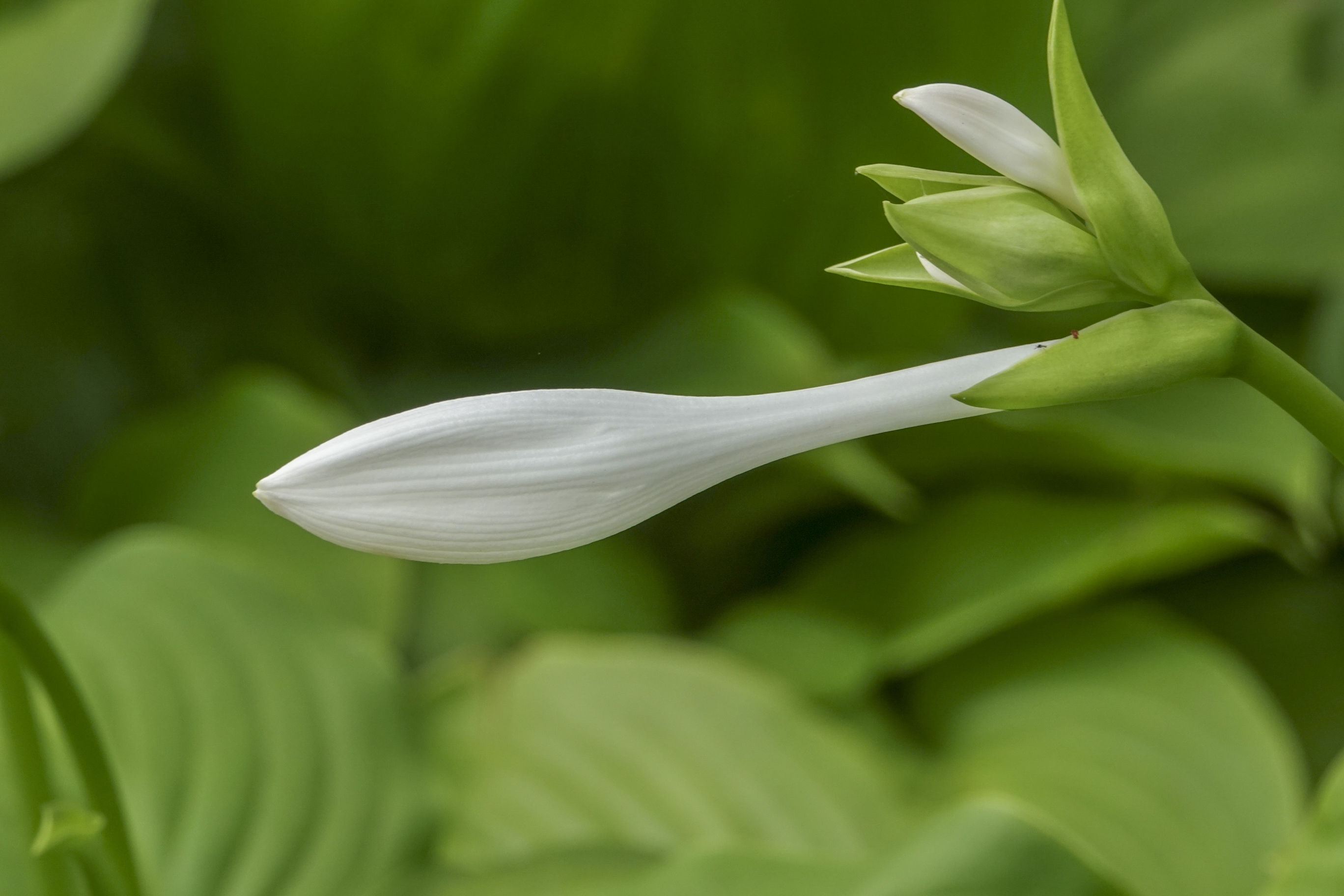 【首发】冰清玉洁白玉簪(3)